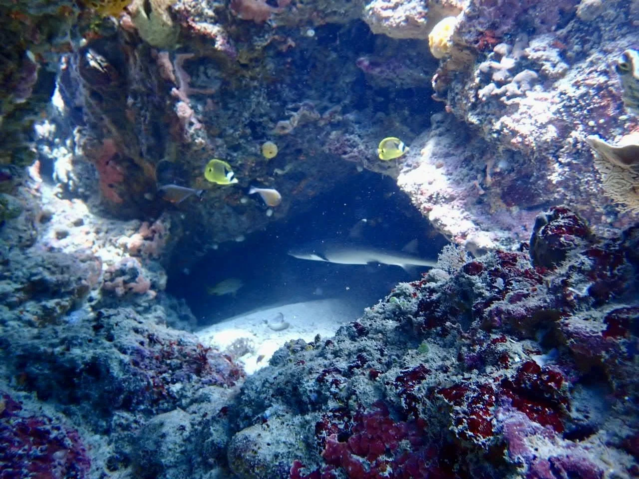 Underwater coral reef with various fish, including yellow and black fish, and a shark visible in the background.