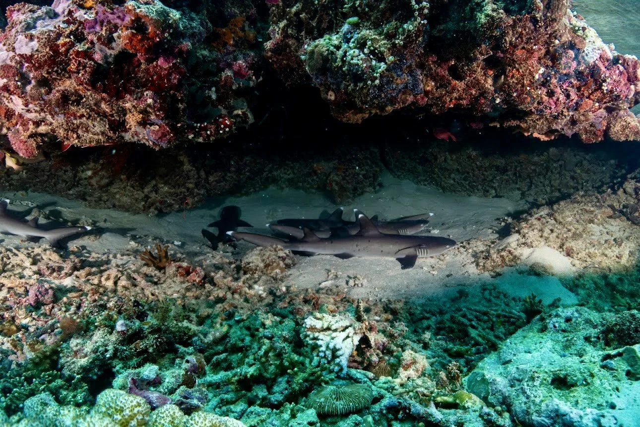 Underwater scene with sharks swimming near a coral reef and a person diving.