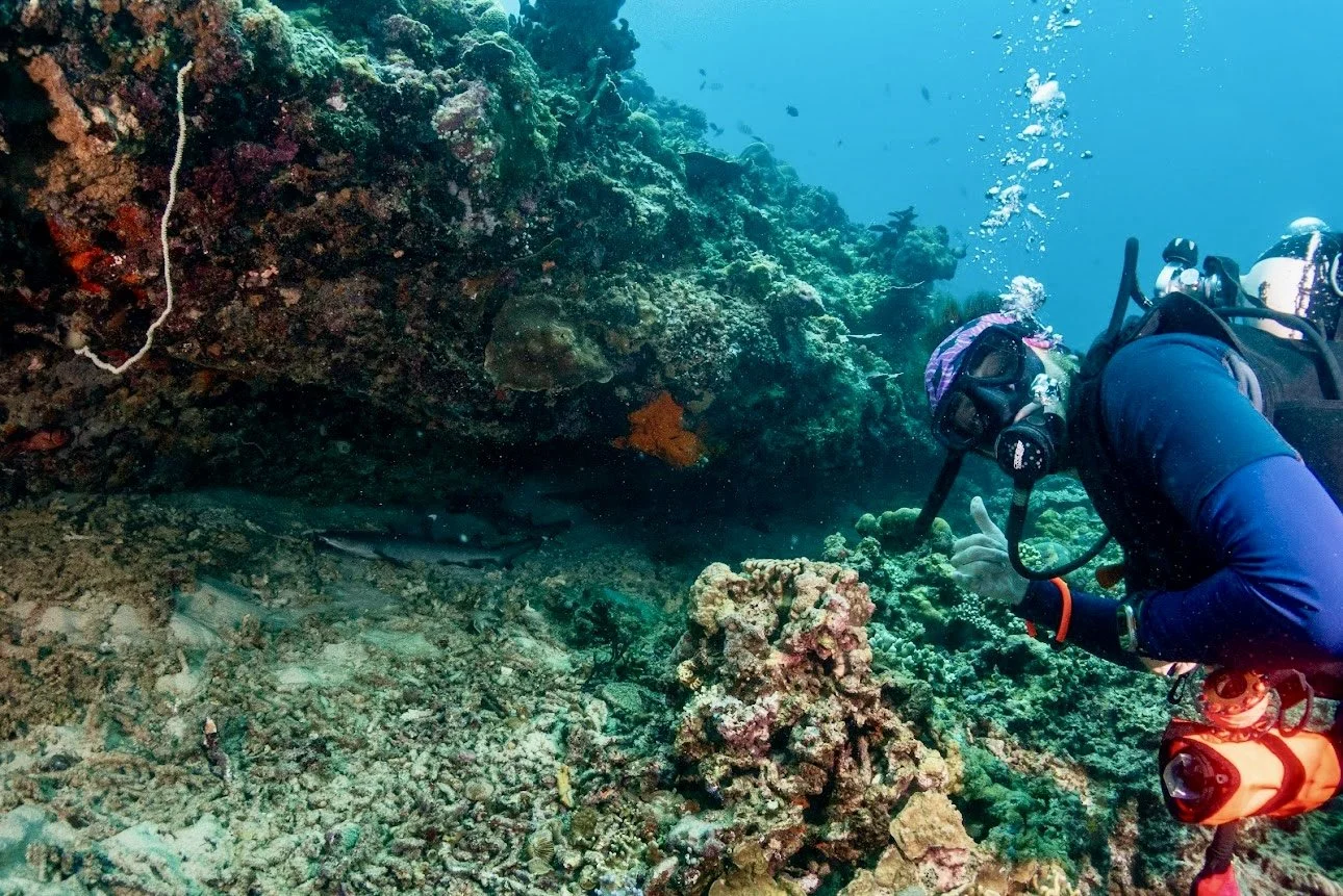 Diving for Beginners 