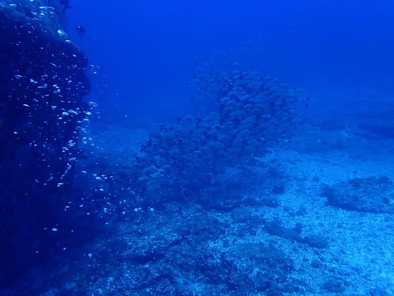 Underwater scene with a school of fish swimming near coral reefs in blue ocean water.