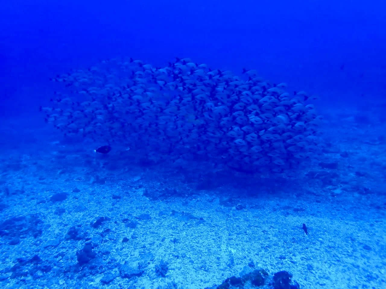 A large school of fish swimming in the ocean with a blue light illuminating the water.
