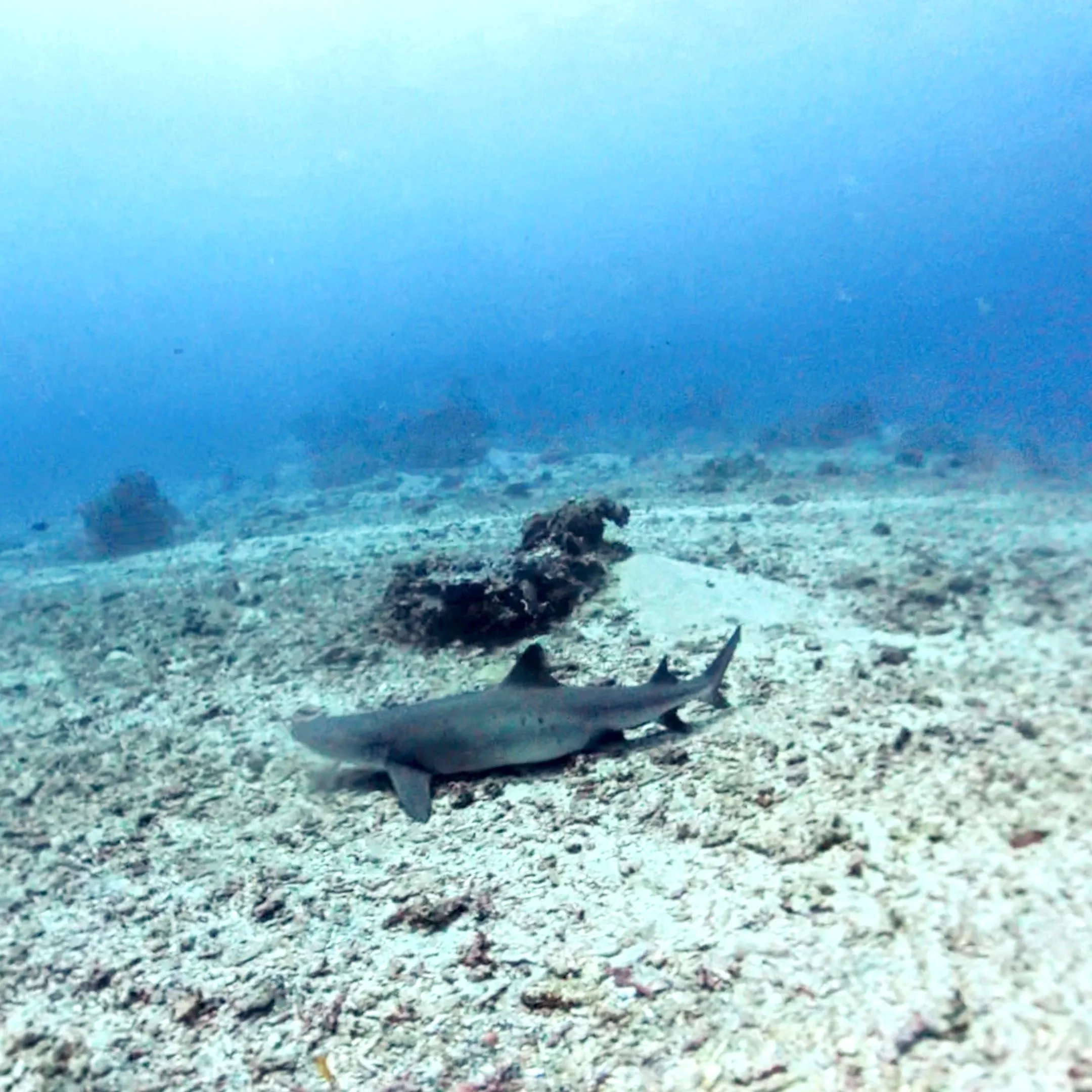 A small shark resting on the ocean floor with coral and rocks in the background.