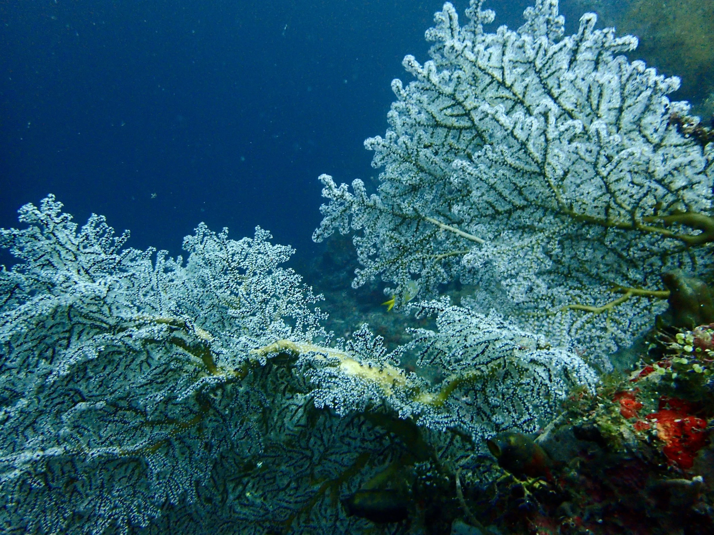 Underwater scene with white coral and some fish swimming near the reef.