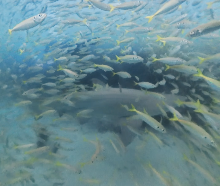Underwater view of a school of fish swimming in clear water, and a grey nurse shark swimming between them..