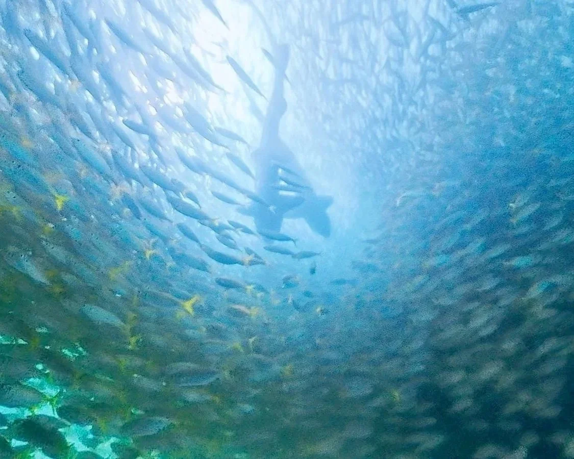 2 sharks swimming within a large school of fish with the sun's reflection in the background.