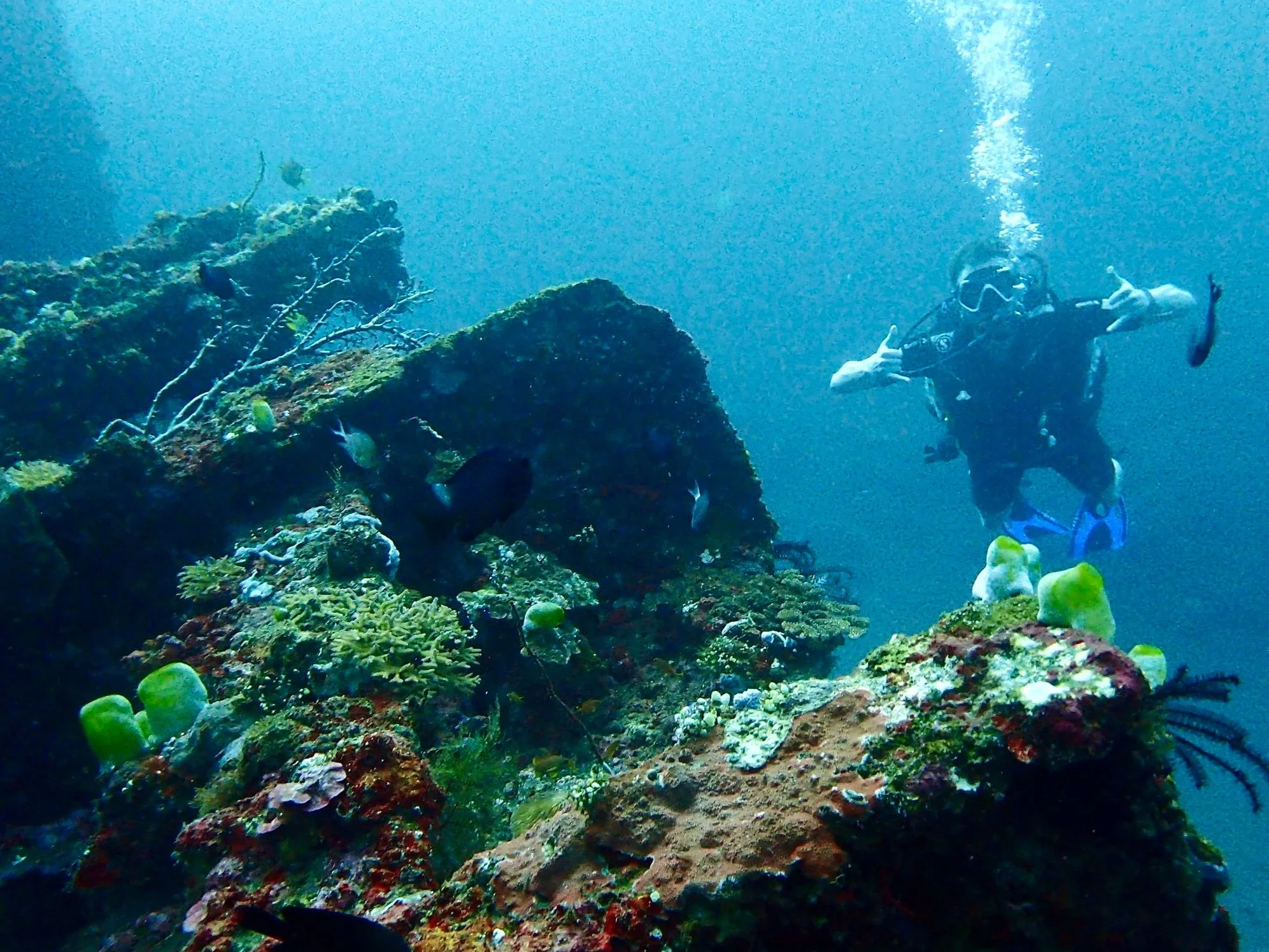 A scuba diver underwater near a coral reef with various fish and marine life.