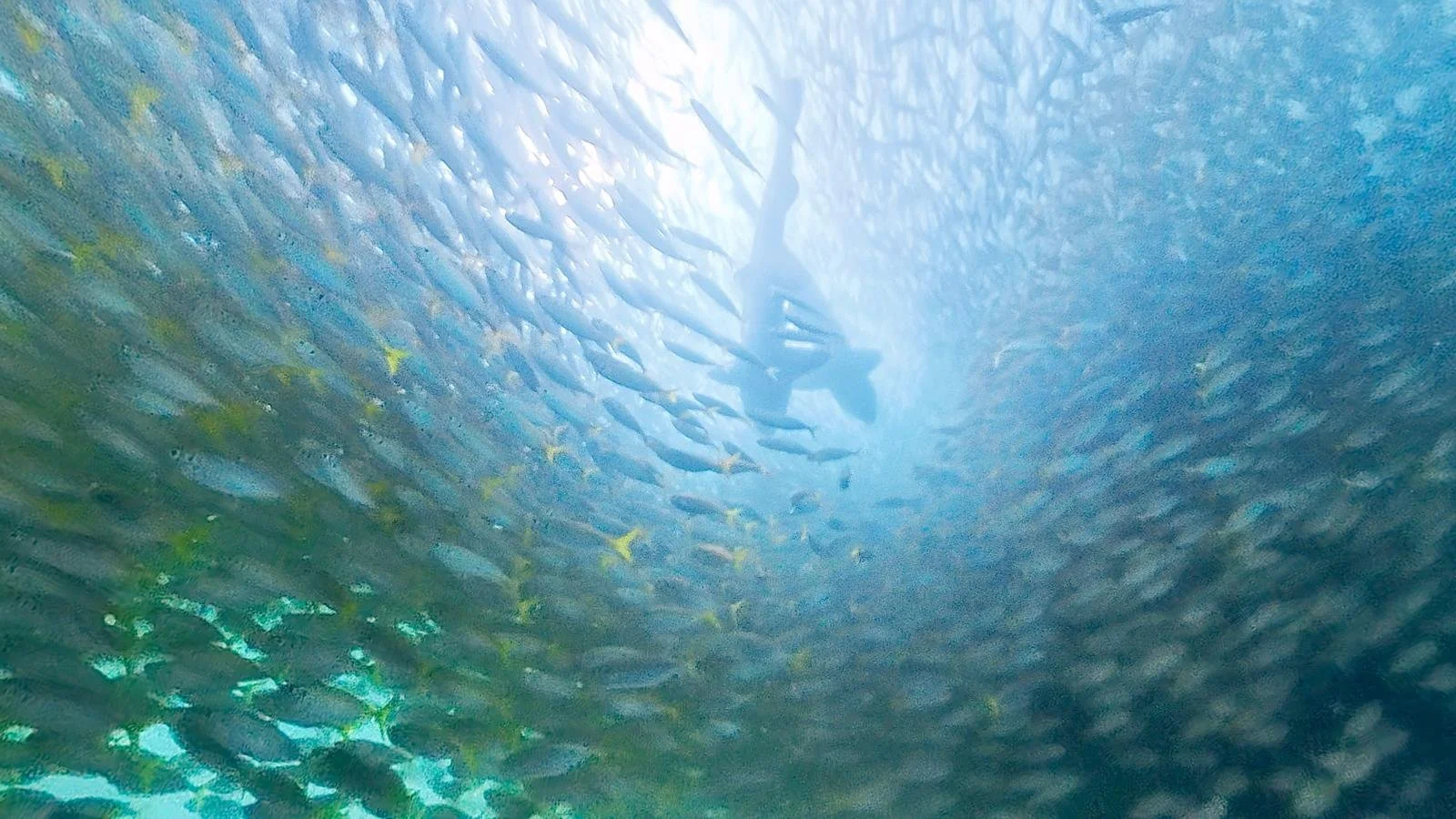 School of fish swimming underwater with two sharks swimming between the school.