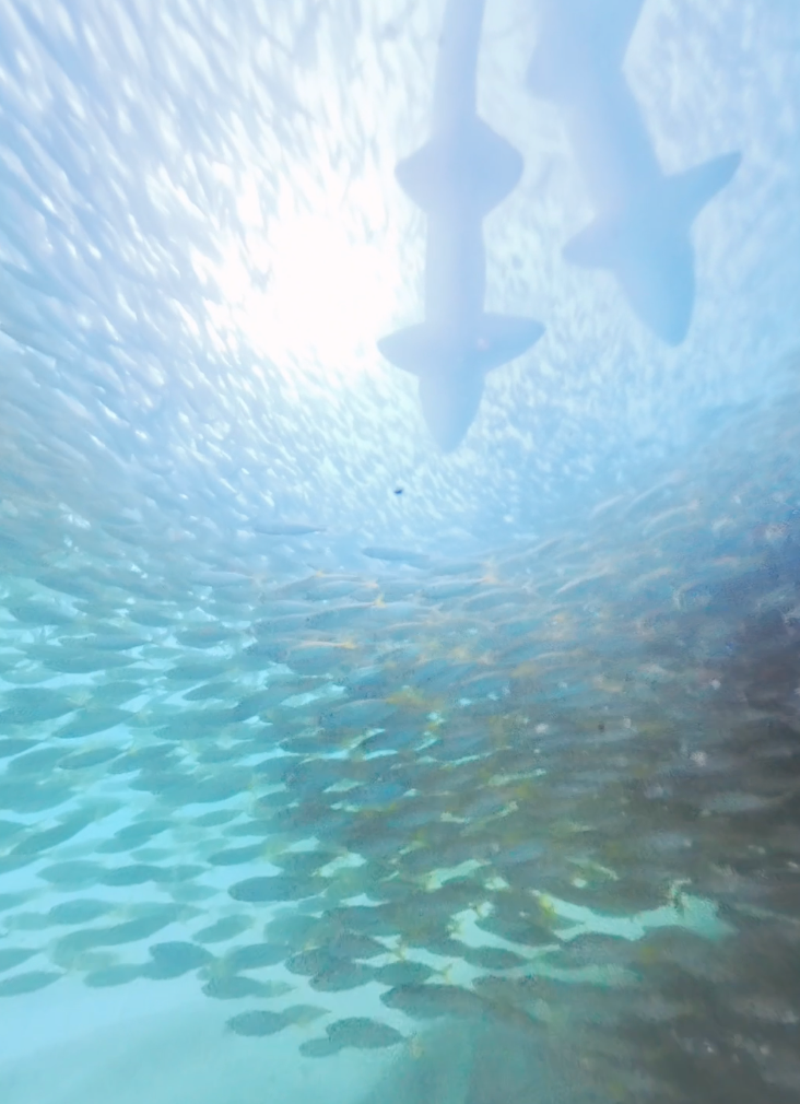 Where the Fish Take Over