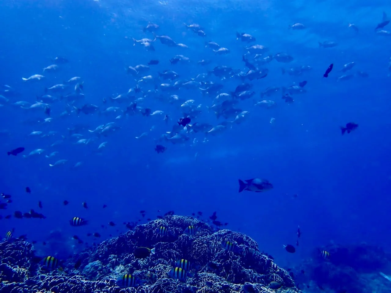 Underwater scene with a school of fish swimming above a coral reef in clear blue water.