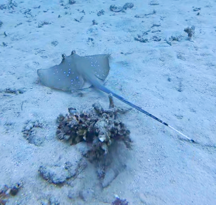A stingray swimming over sandy ocean floor near coral.