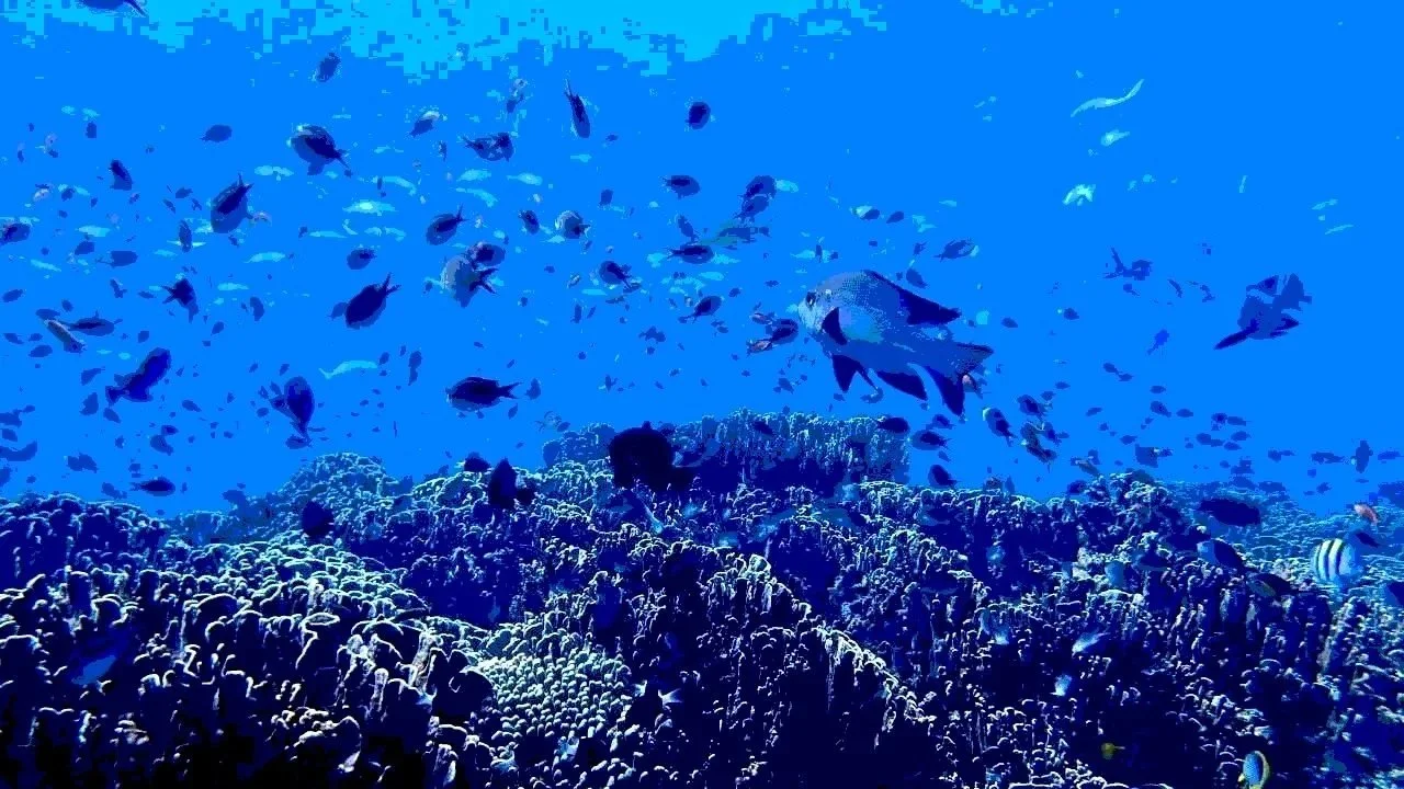 Underwater scene with a school of various fish swimming above coral reef in clear blue water