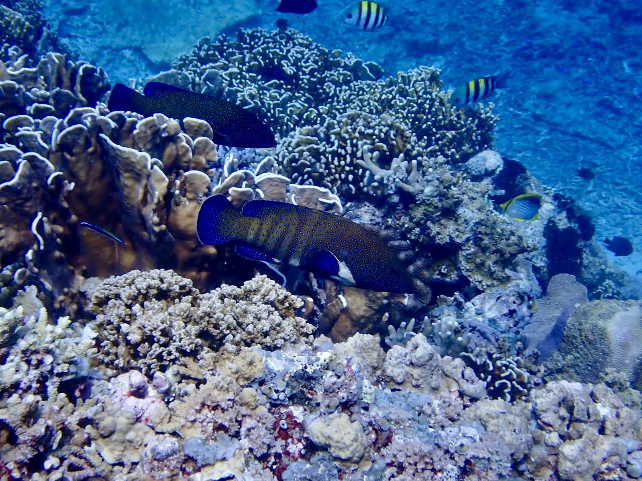 Colorful tropical fish swimming among coral reefs underwater.