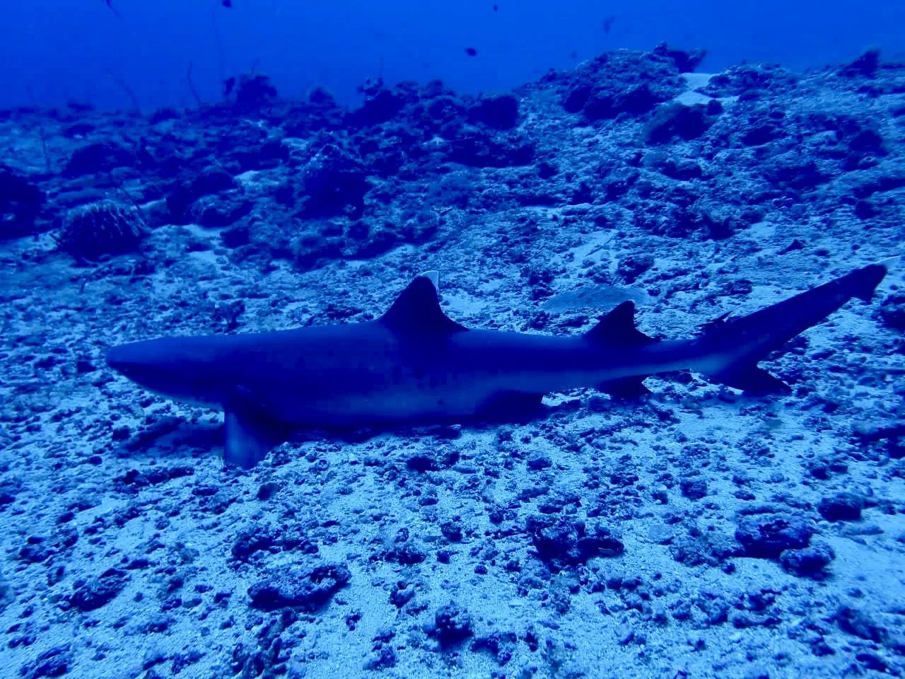 A small shark swimming over the sandy ocean floor.