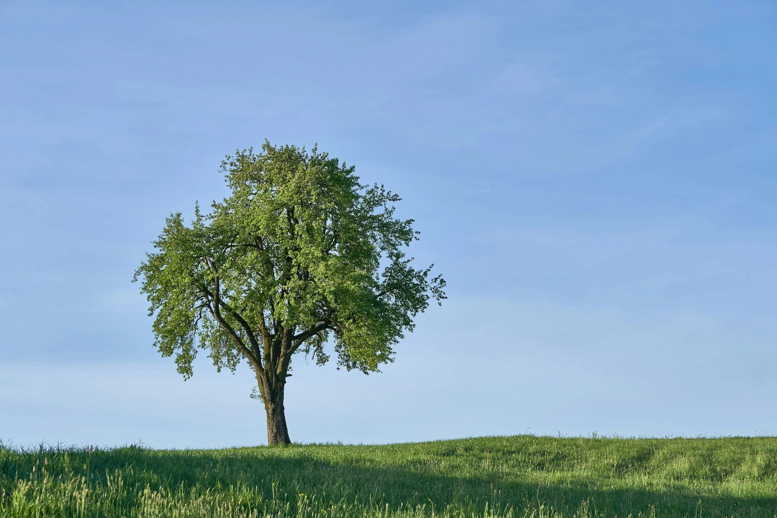 Single white oak tree on a grassy hill under a blue sky with few clouds.