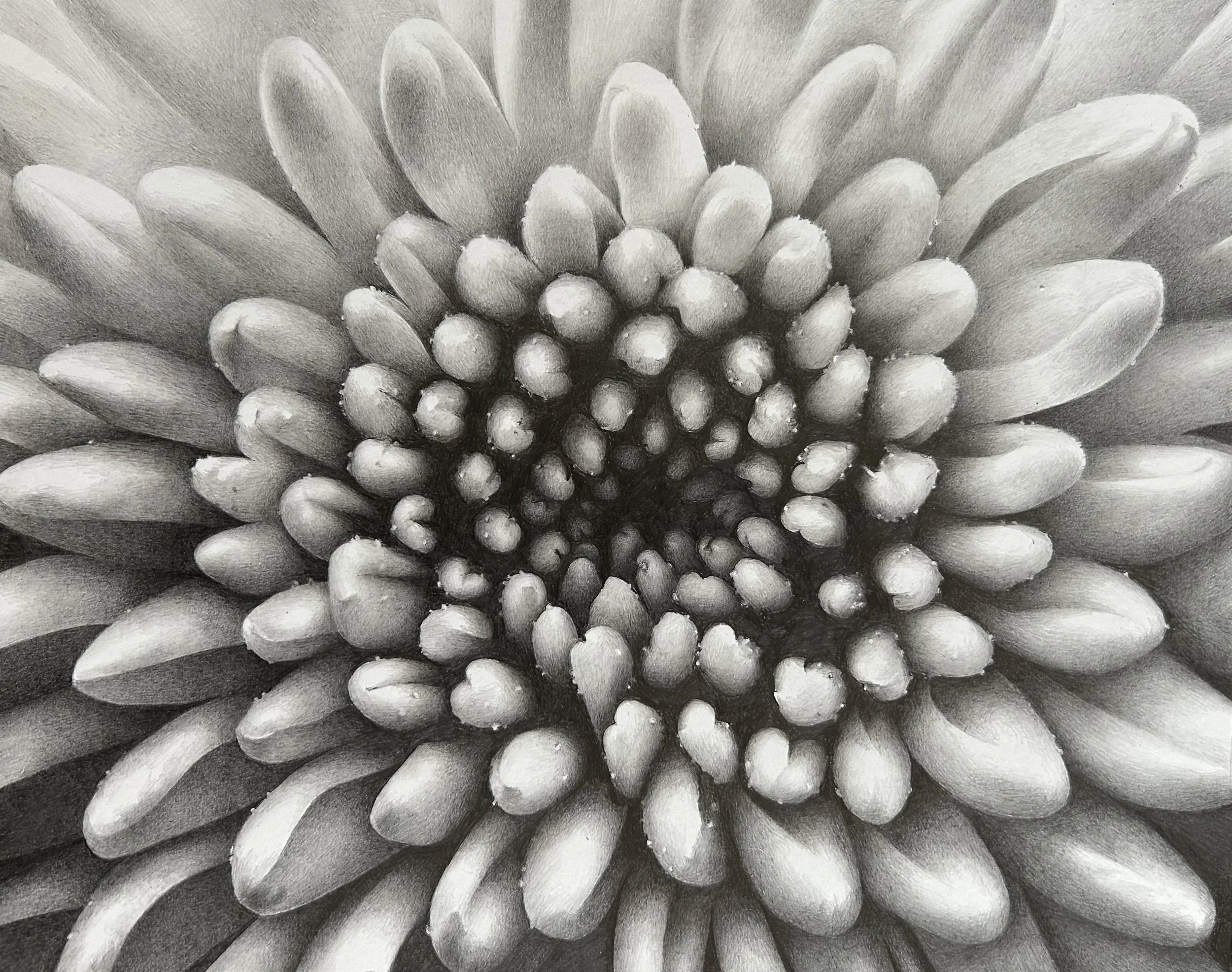 Chrysanthemum