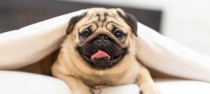 A cute pug puppy sitting on a white surface with a blanket over its back.