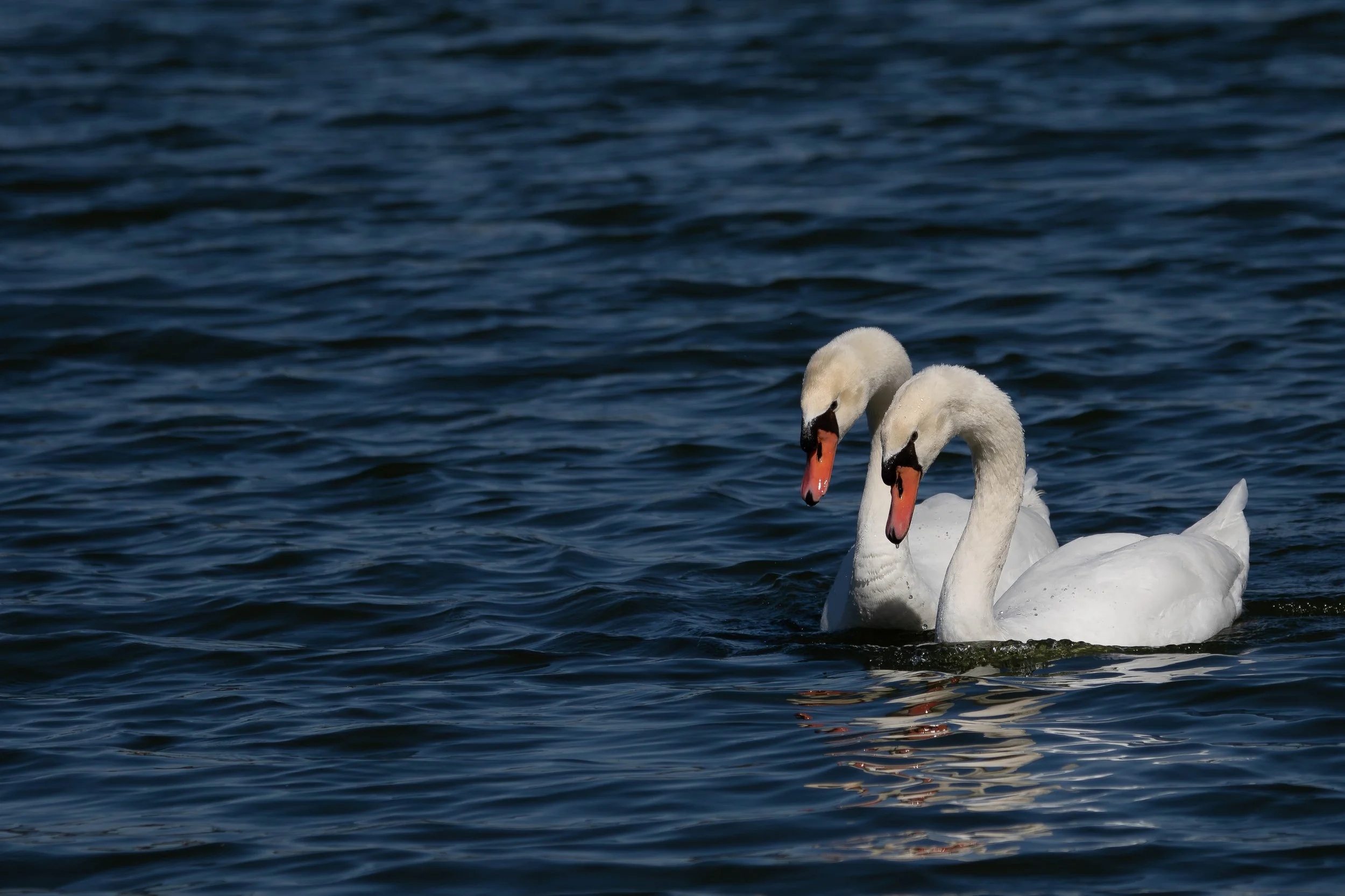 Two swans gliding together across dark water