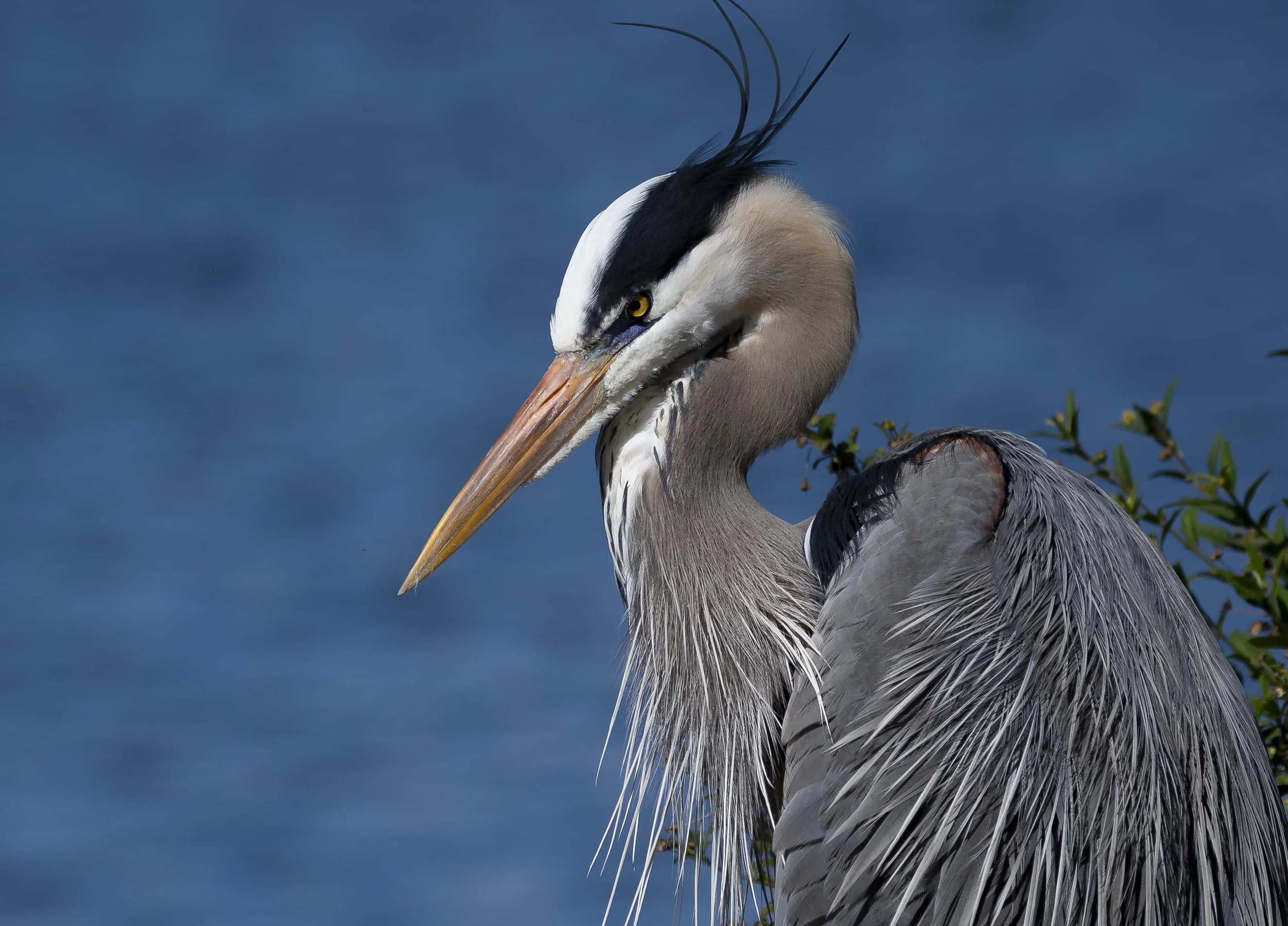 Great Blue Heron Lakeview Print