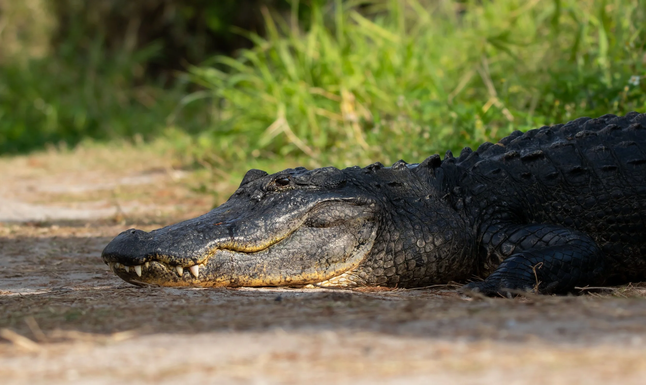 American Alligator.jpg