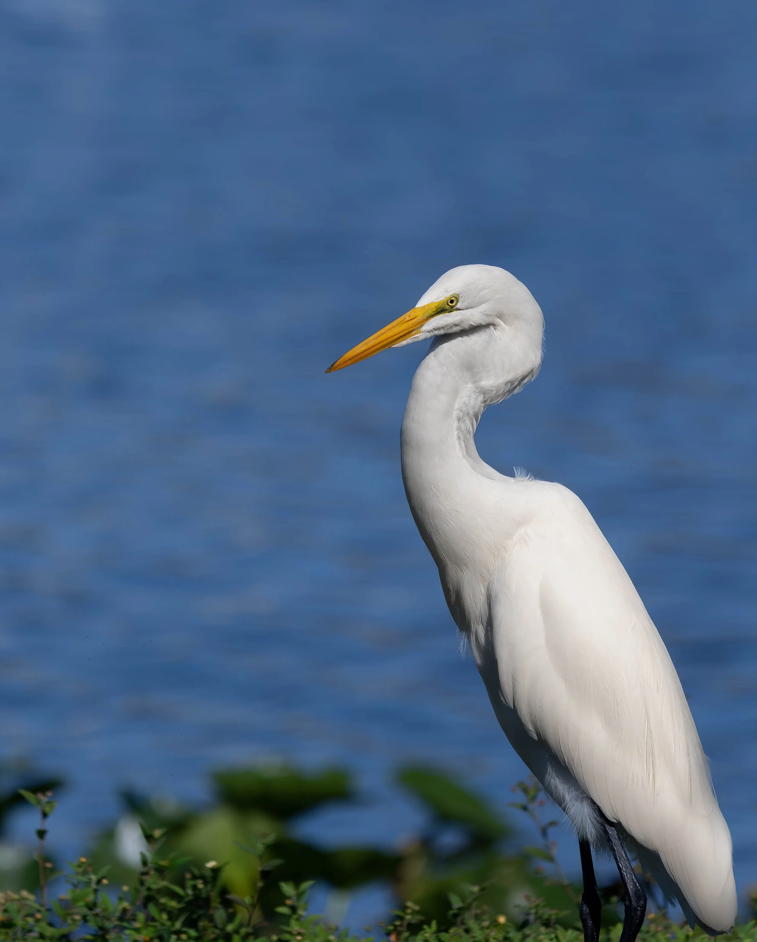 Great Egret – Calm Florida Wildlife Wall Art