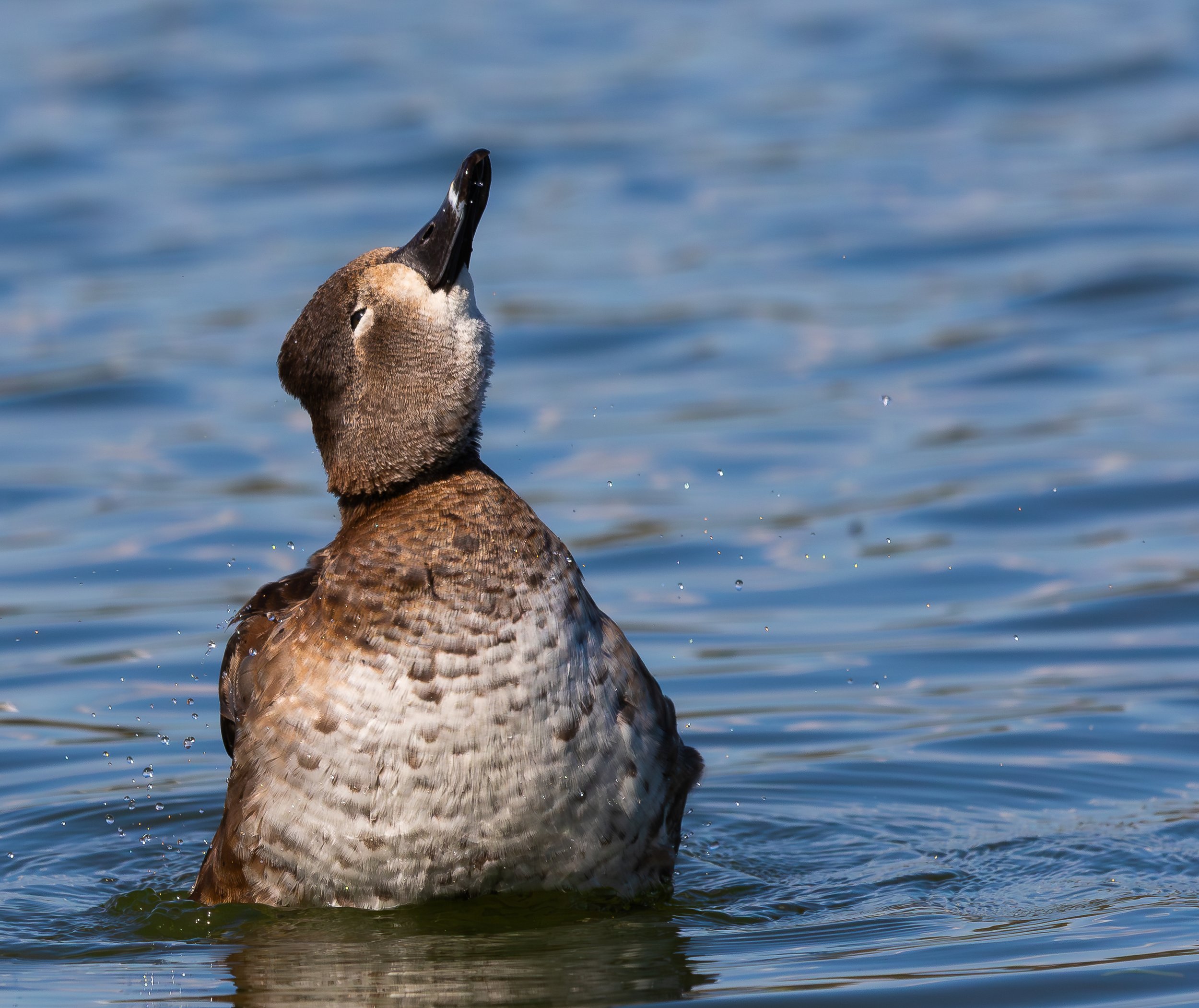 A duck with a brown body and grayish breast preening its head in a body of water.
