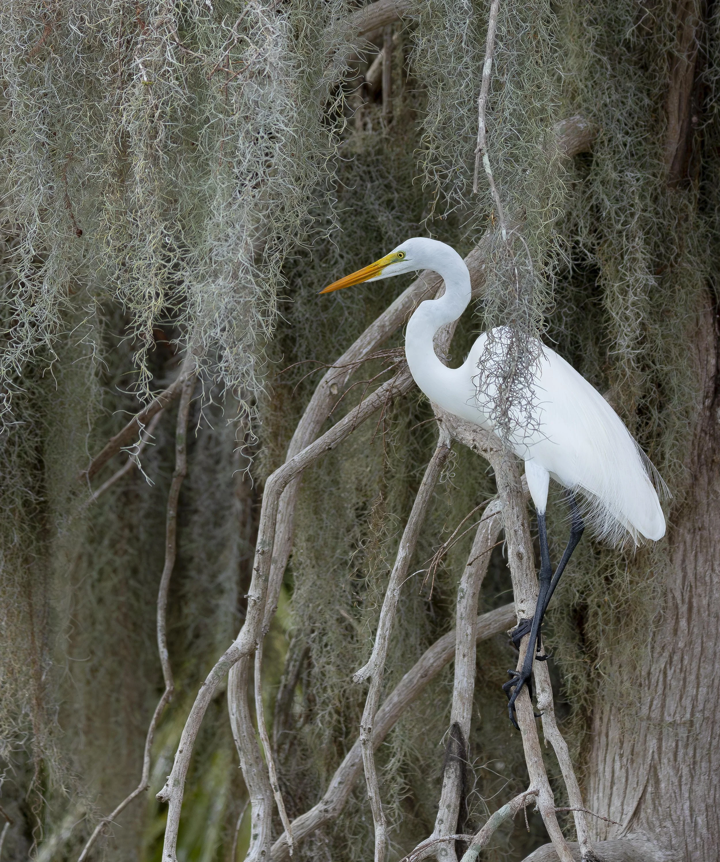 Great Egret in Spanish Moss