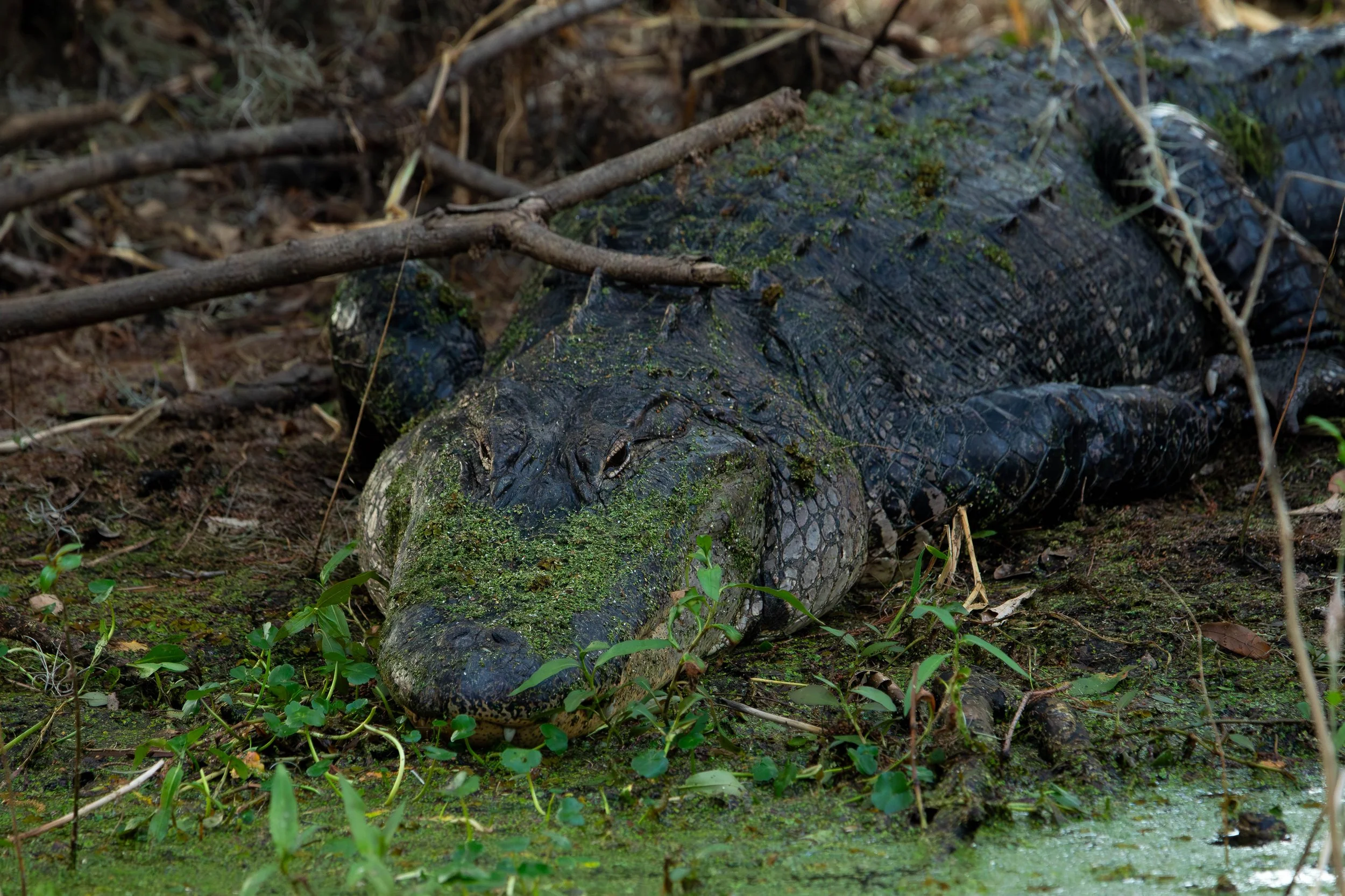 Florida Alligator Print