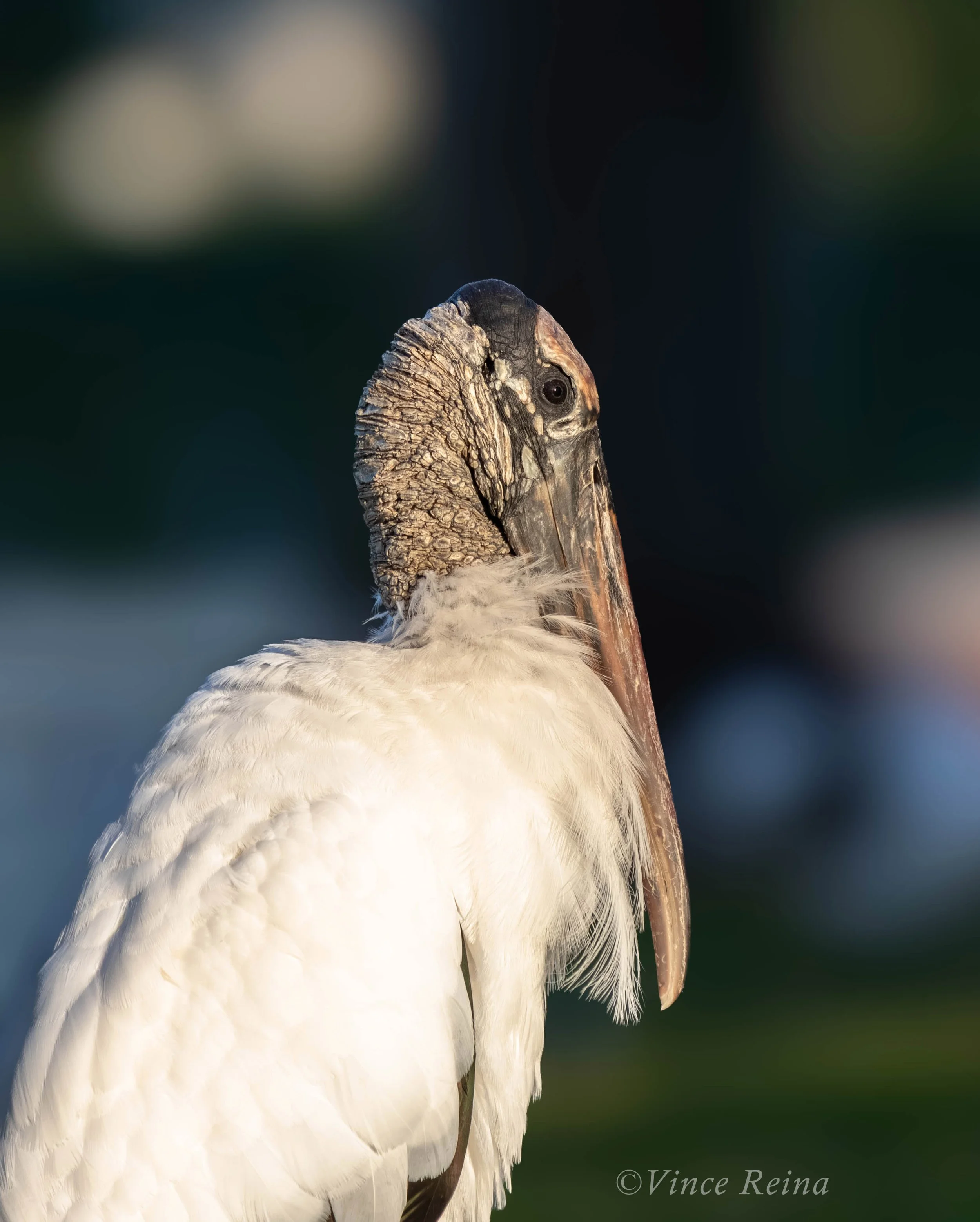 Close-Up Wood Stork Wildlife Print