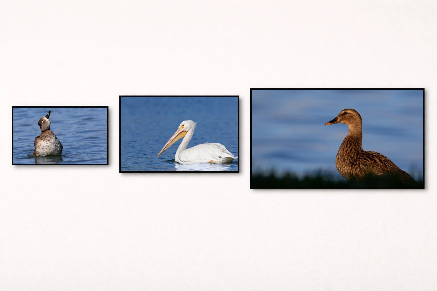 Horizontal Multi Framed.jpg