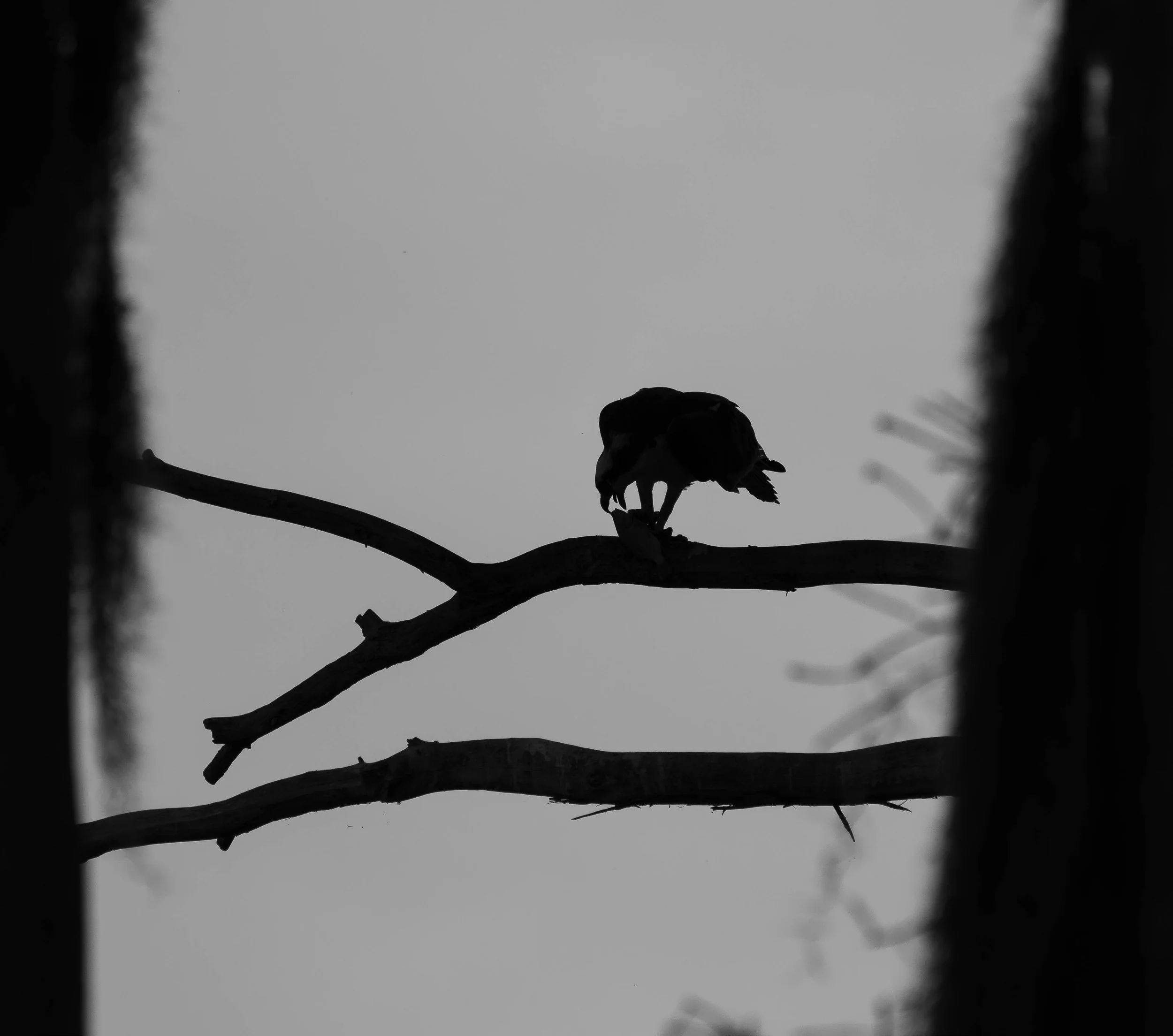 Osprey in Action: Black and White Elegance