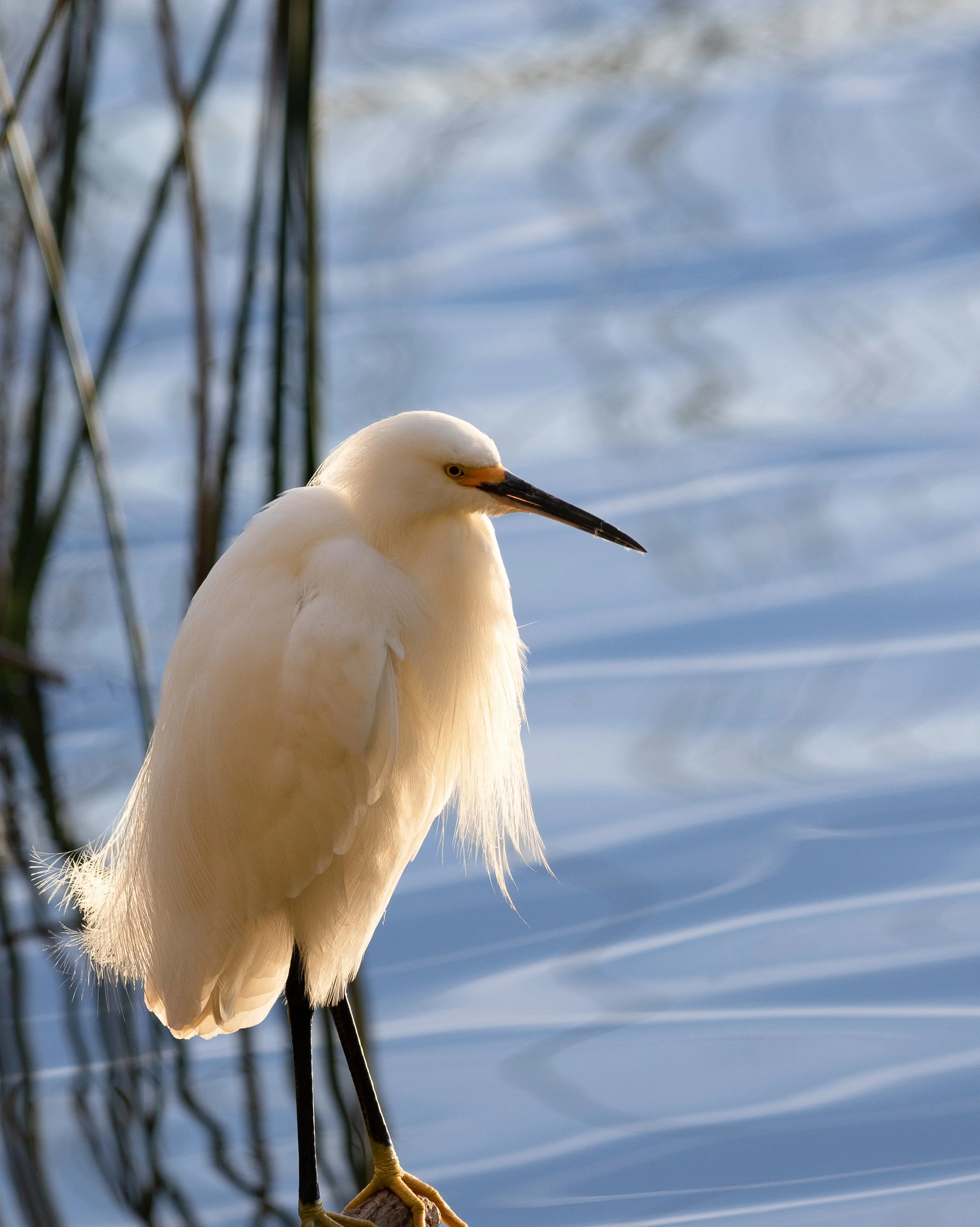 Serene Egret - Form Follows Purpose