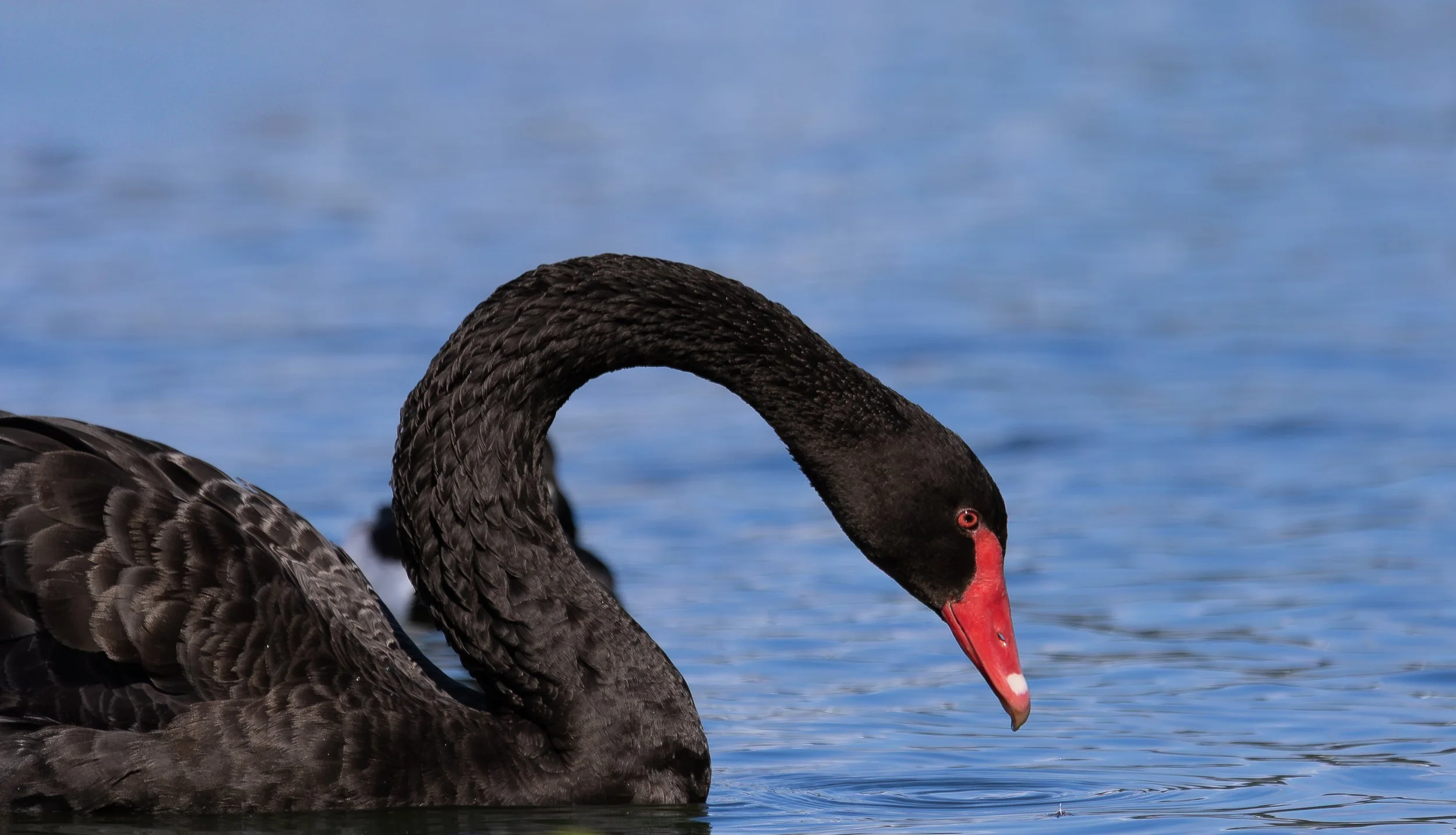 Black Swan- Designed in Contrast