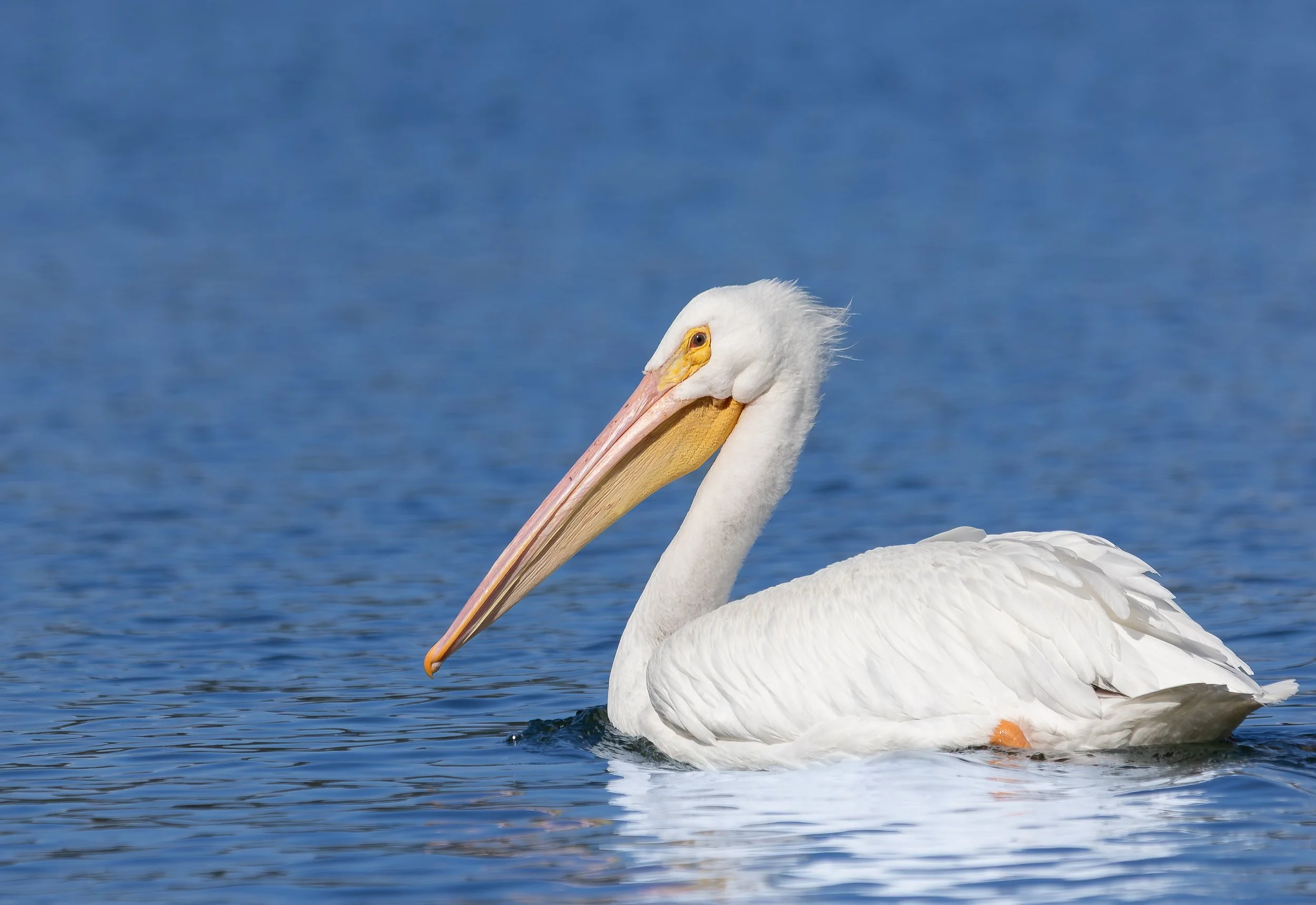 American Pelican - Perfectly Equipped