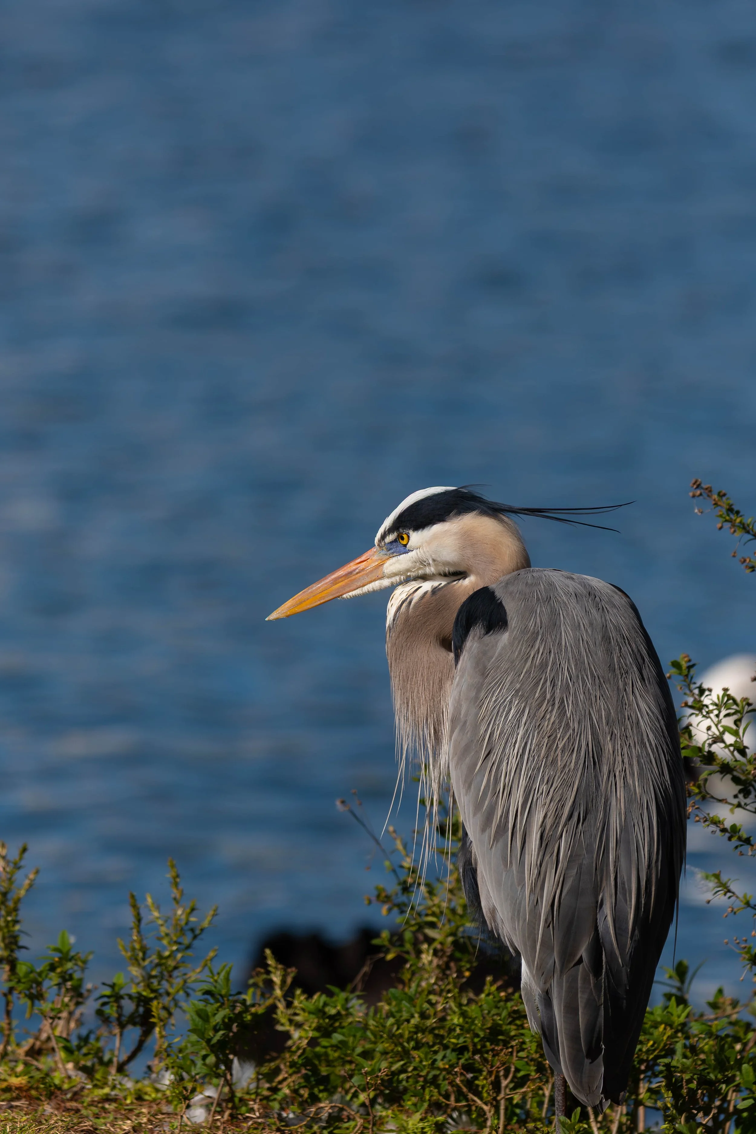 Great Blue Heron Tranquility Print