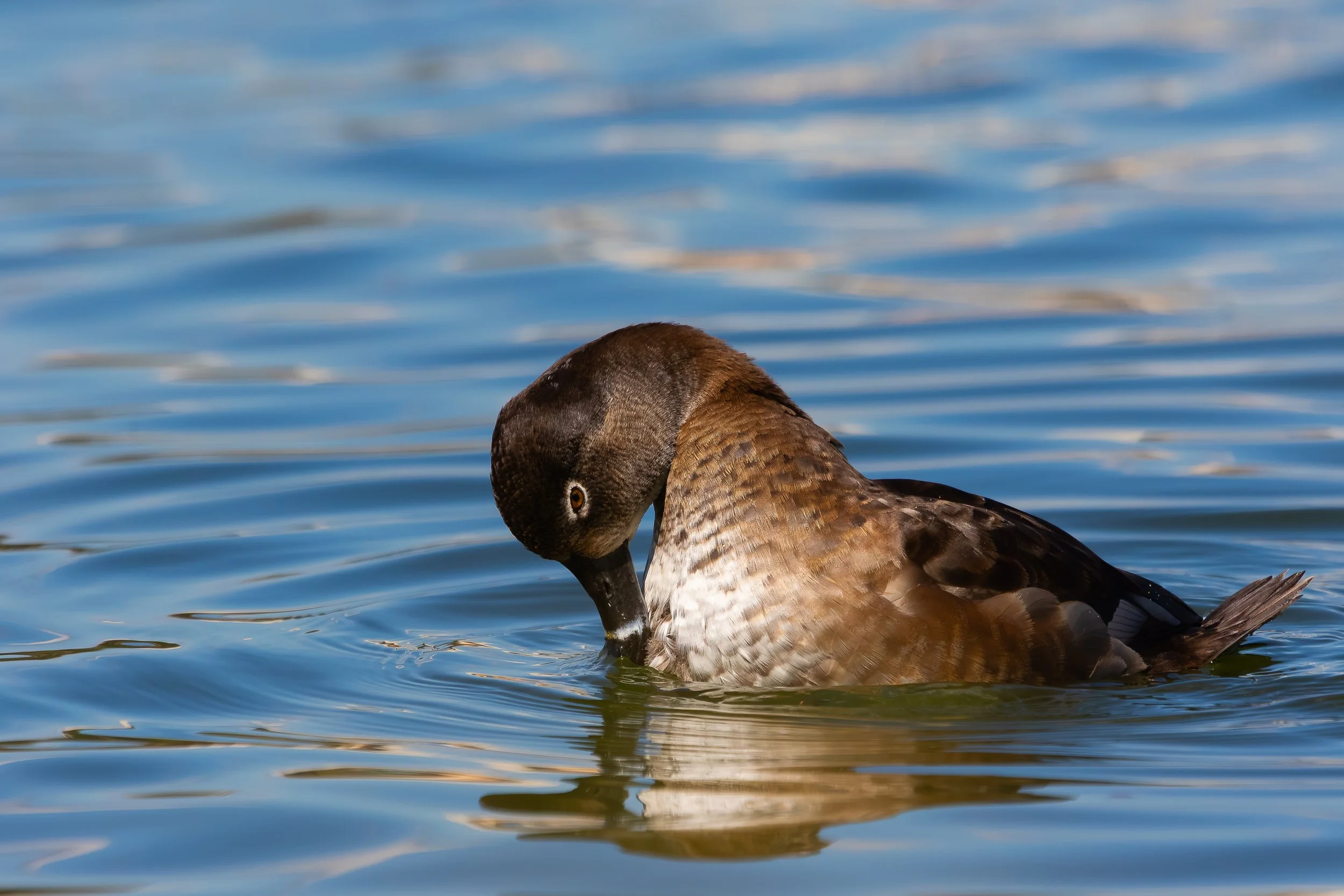A duck with a brown and black plumage floating on a body of water, with its head bent downward.