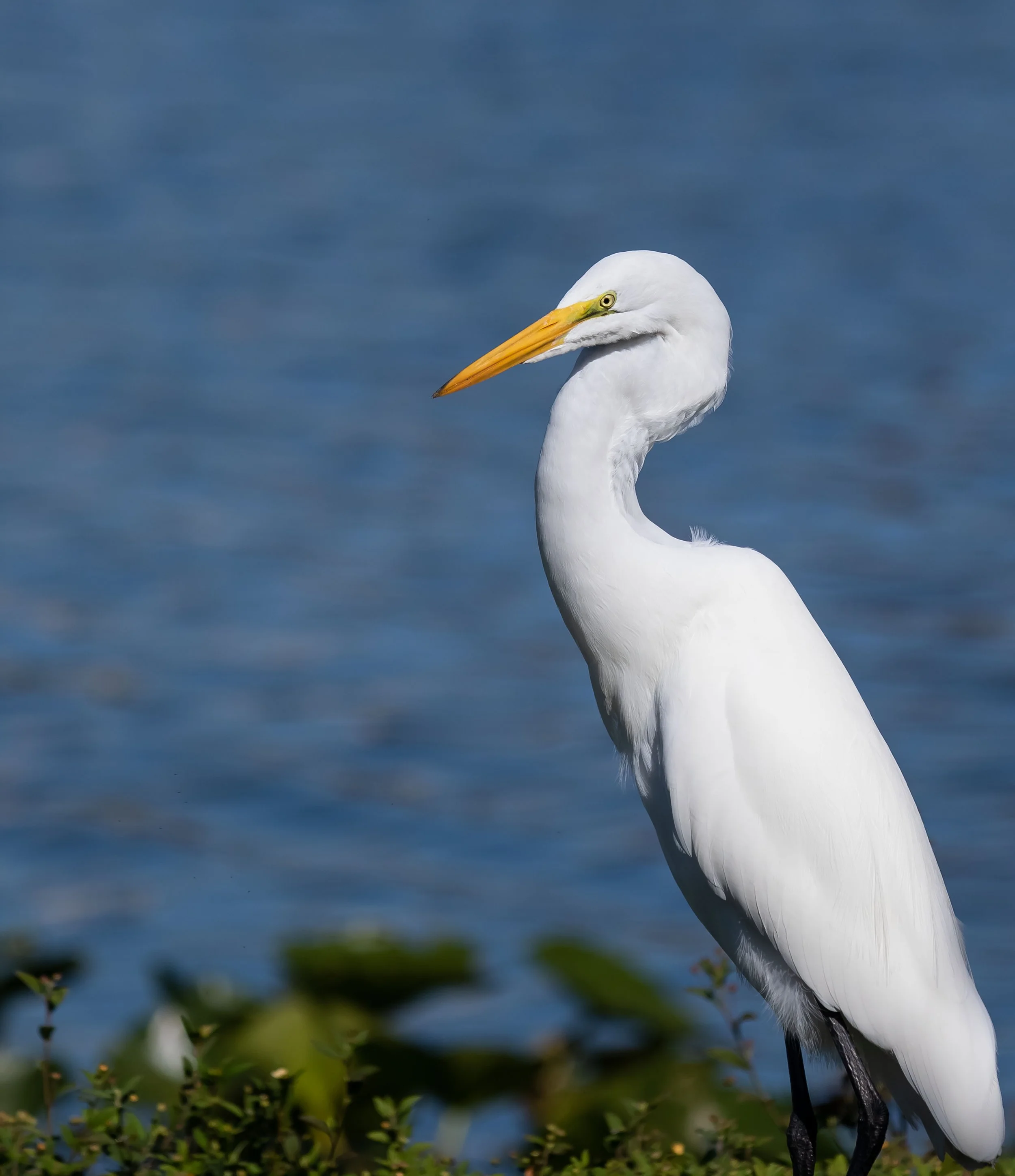 A white heron standing on green plants near water with a blue sky background.