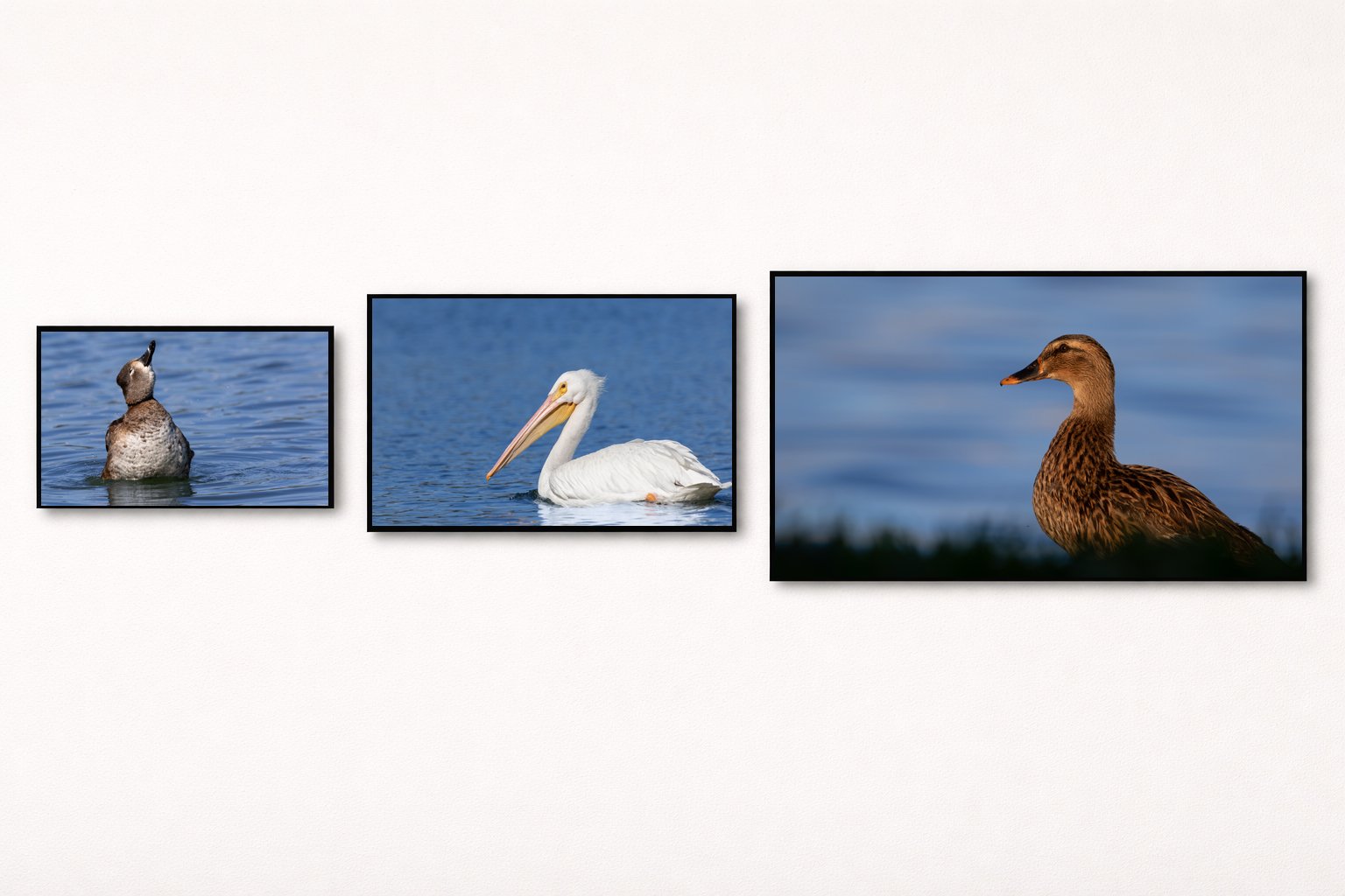 Horizontal Multi Framed.jpg