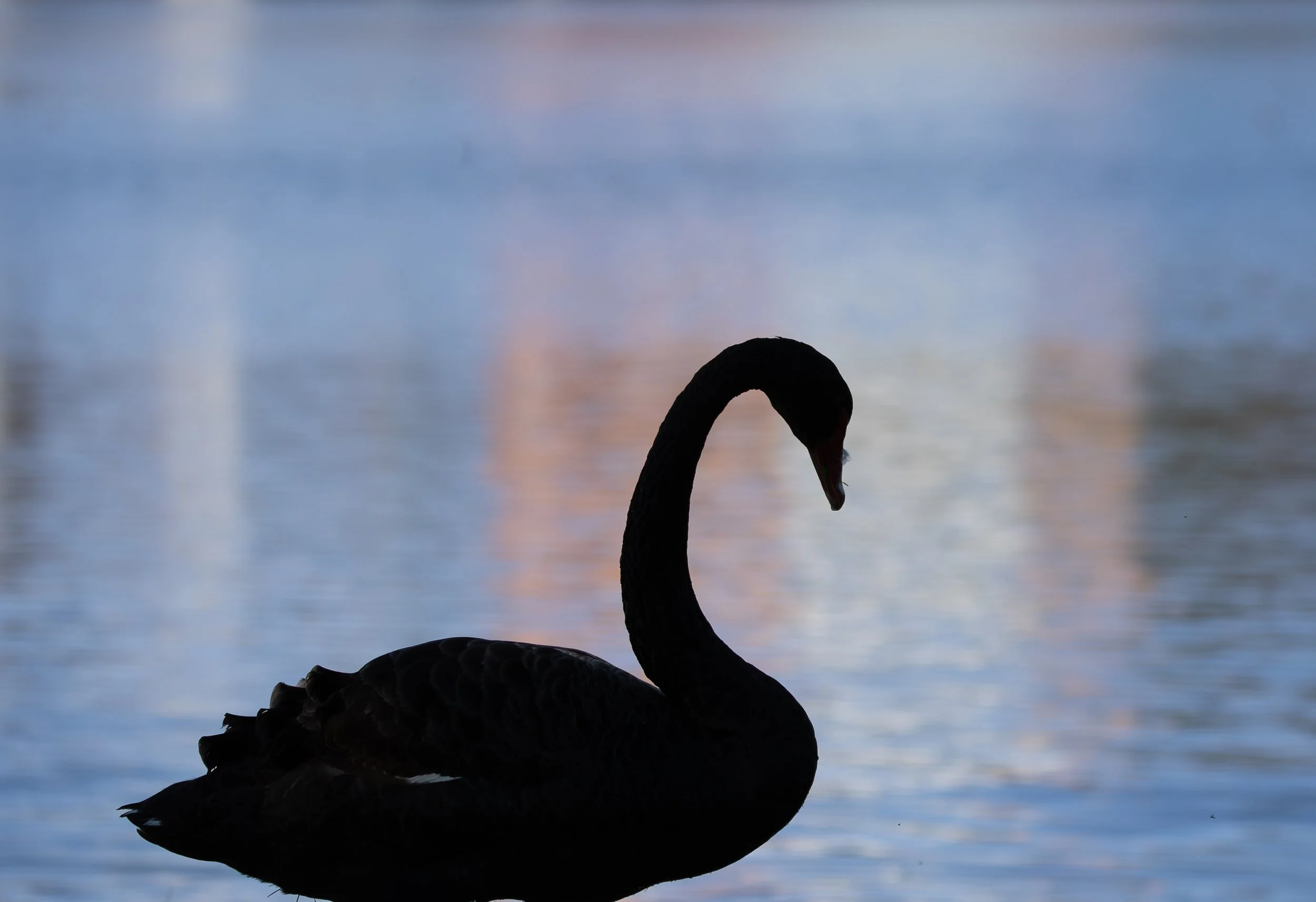 Black Swan - Known by the Outline