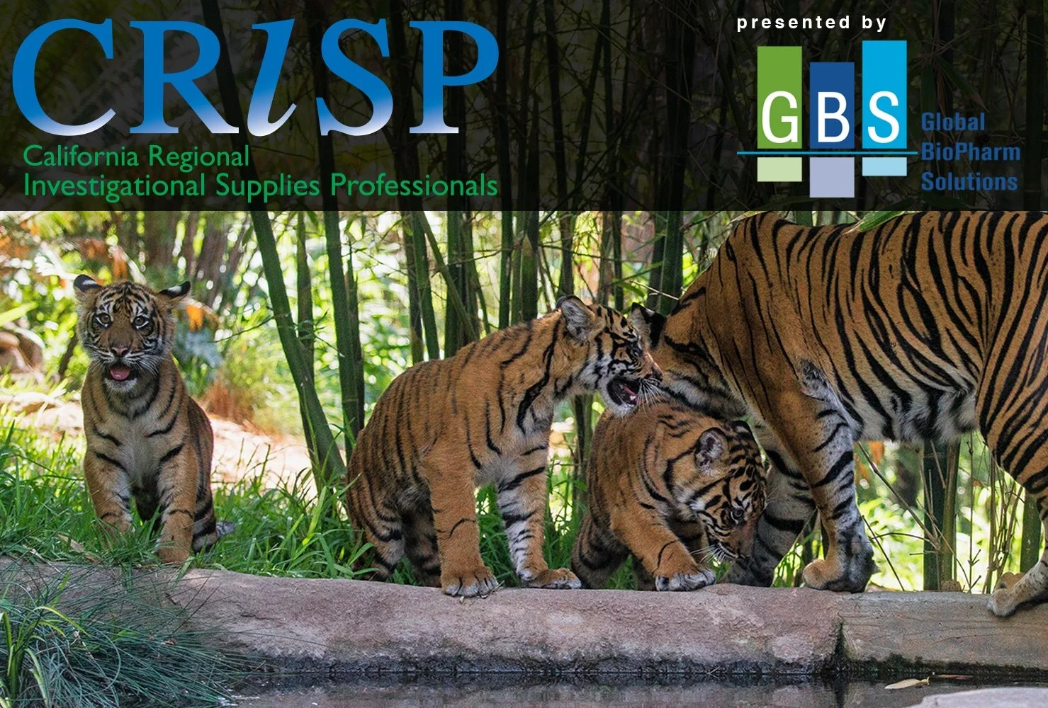 An image of several tigers advertising the CRISP (California Regional Investigational Supplies Professionals) group, presented by Global BioPharm Solutions