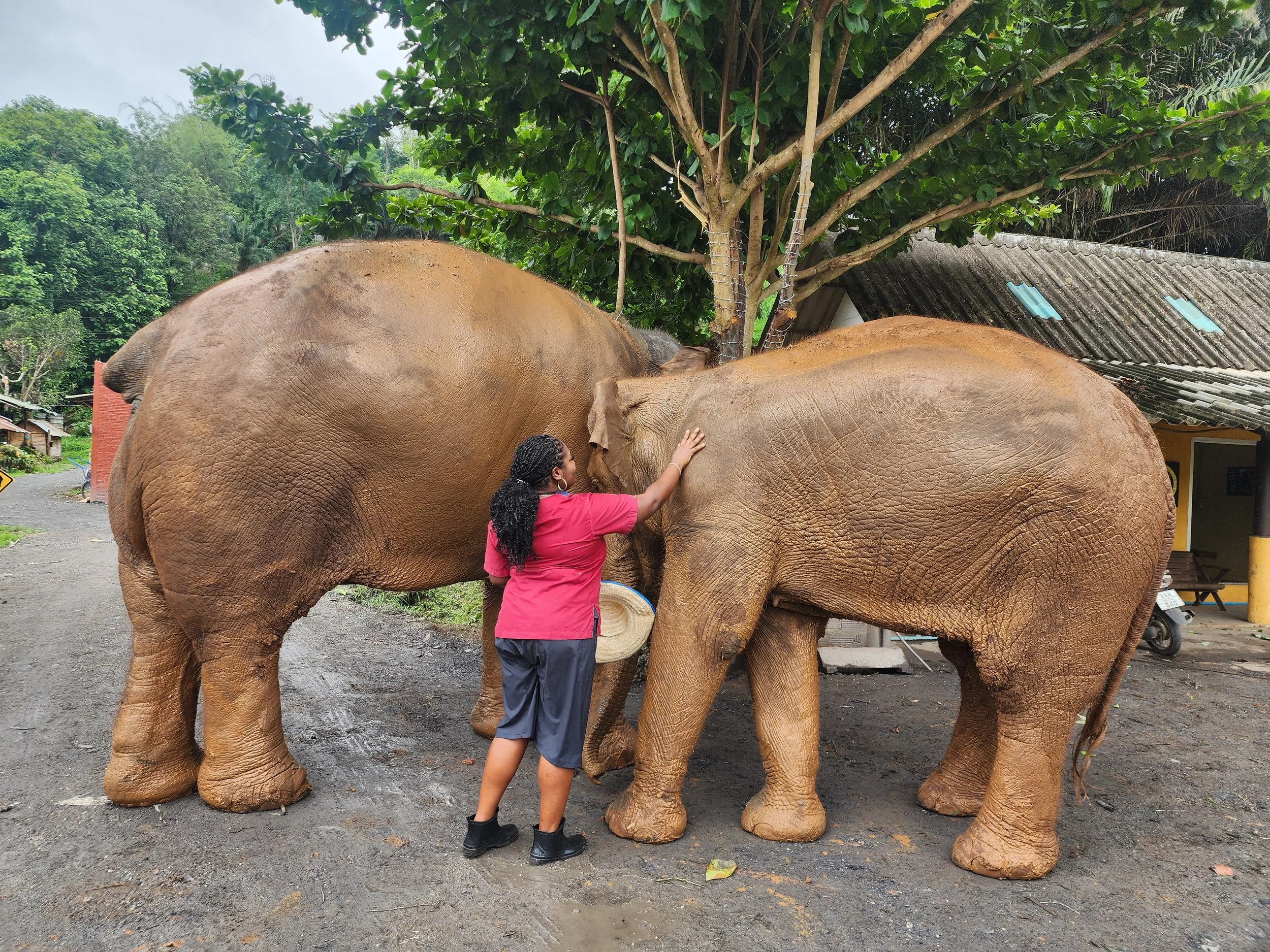 A woman petting two elephants standing close together outdoors, with trees and a building in the background.
