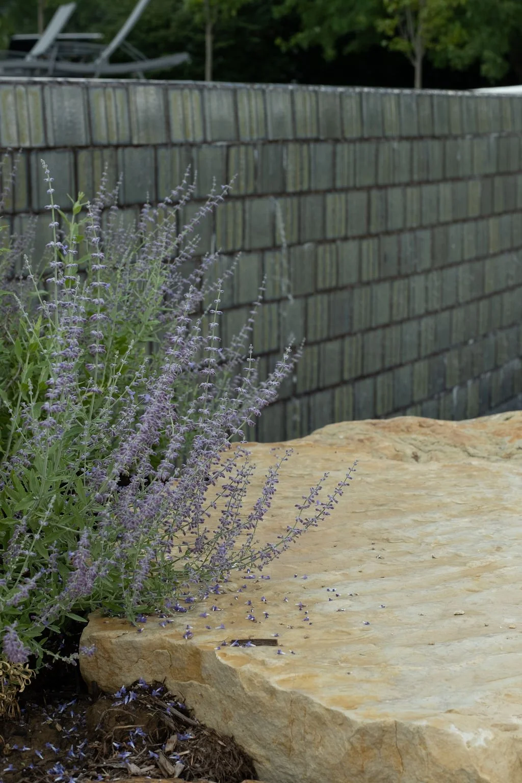 Lavender plants growing beside a large, flat, beige stone in a garden with a brick wall and trees in the background.