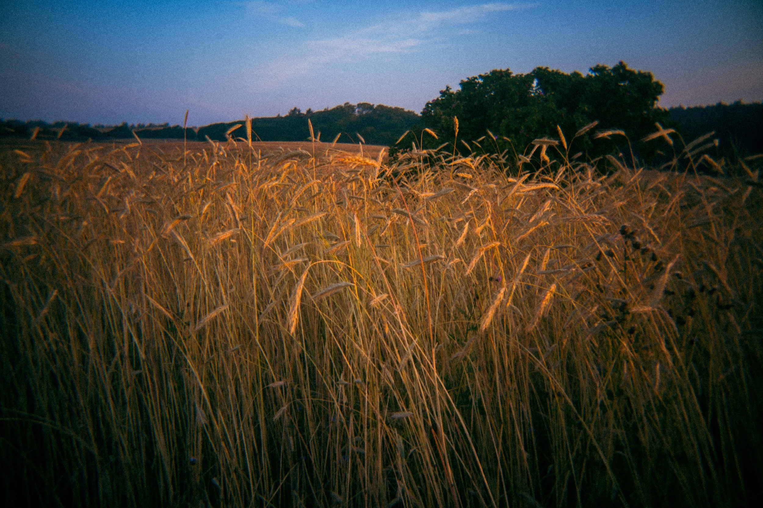 Golden wheat field with trees and blue sky in the background at sunset.