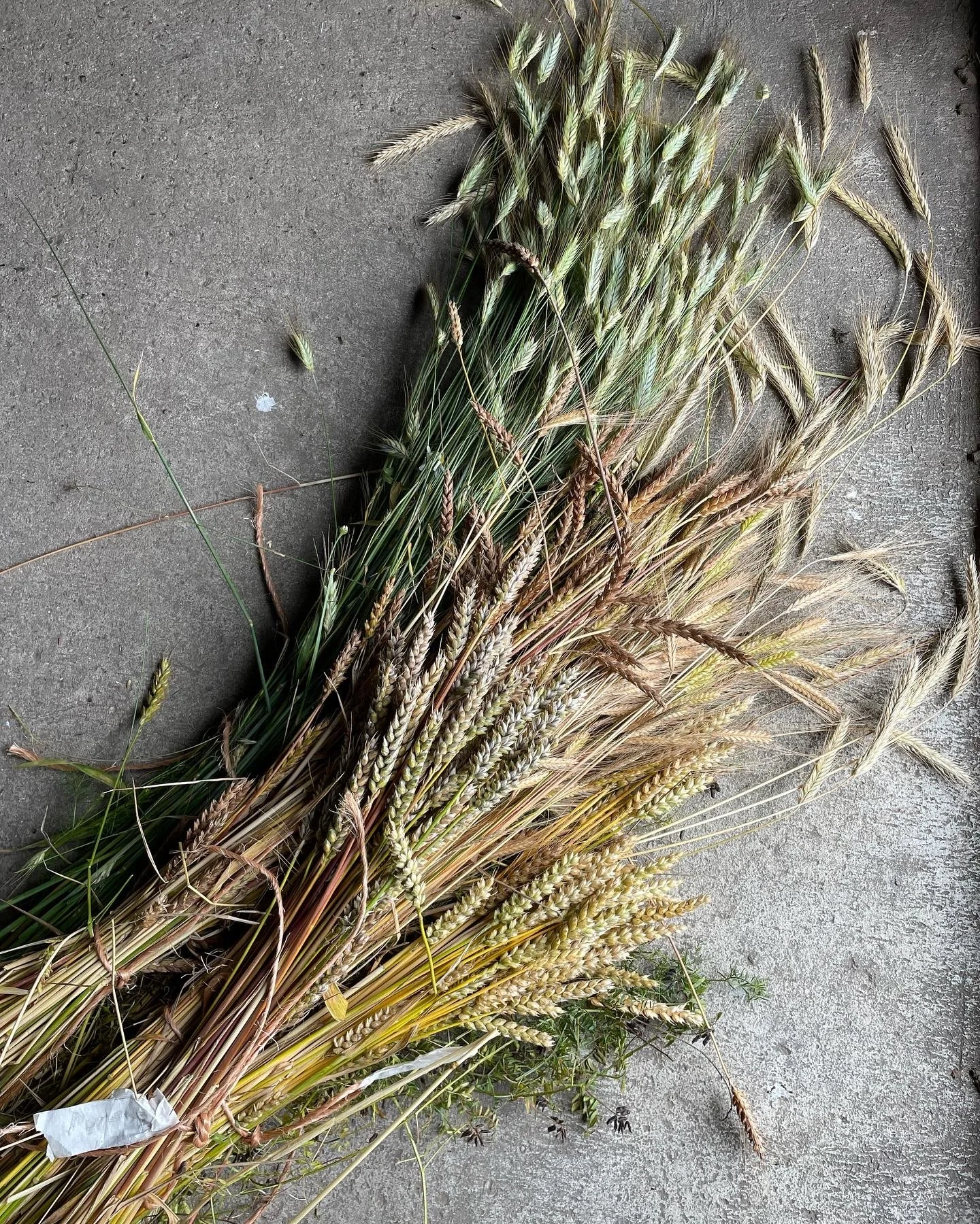 A bundle of wheat stalks and grasses laid on a concrete surface.