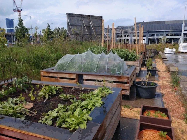 Onderhoud SamenBinckGroen Moestuin