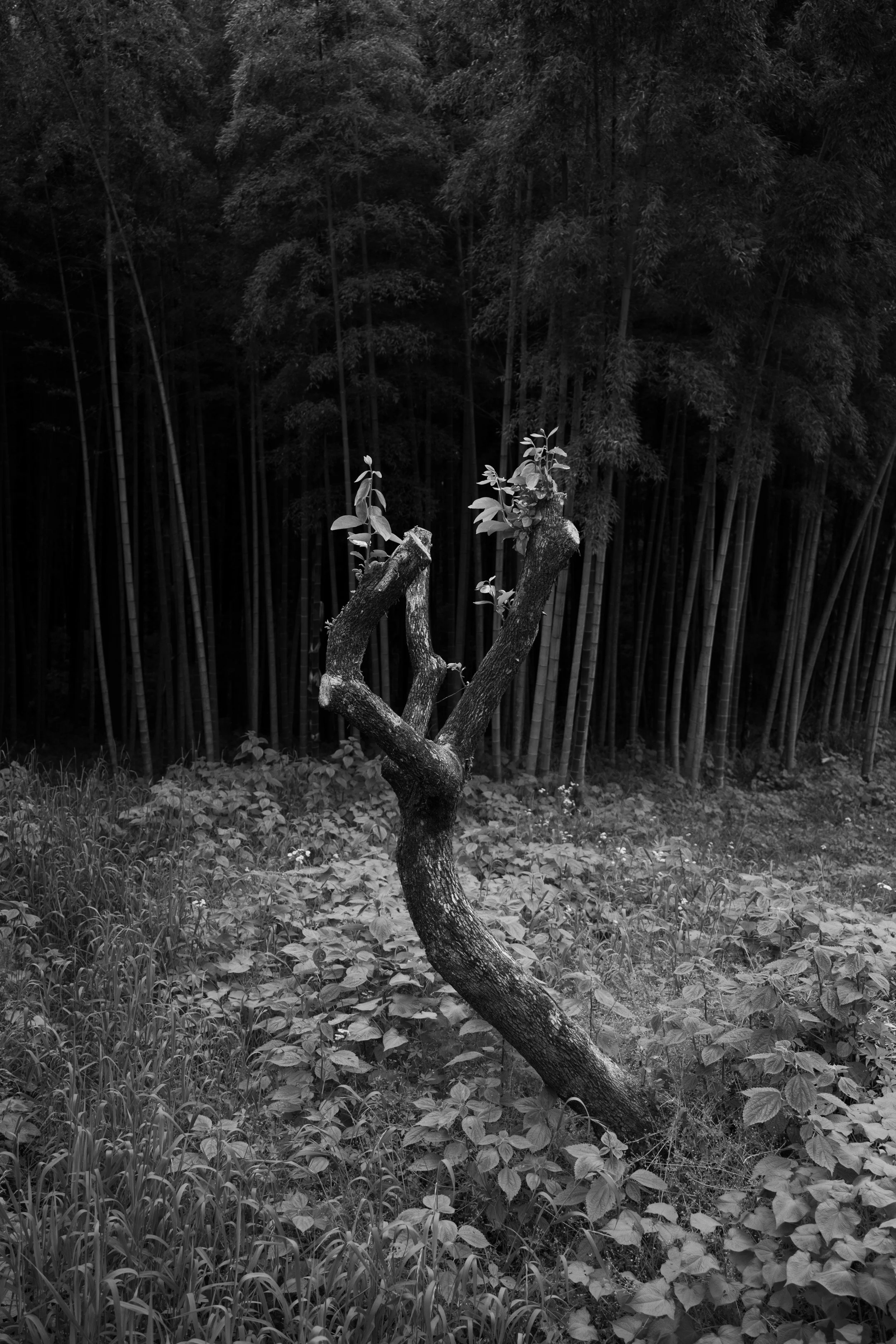 Fotograf_Lili_Zaneta_Japan-43.jpg