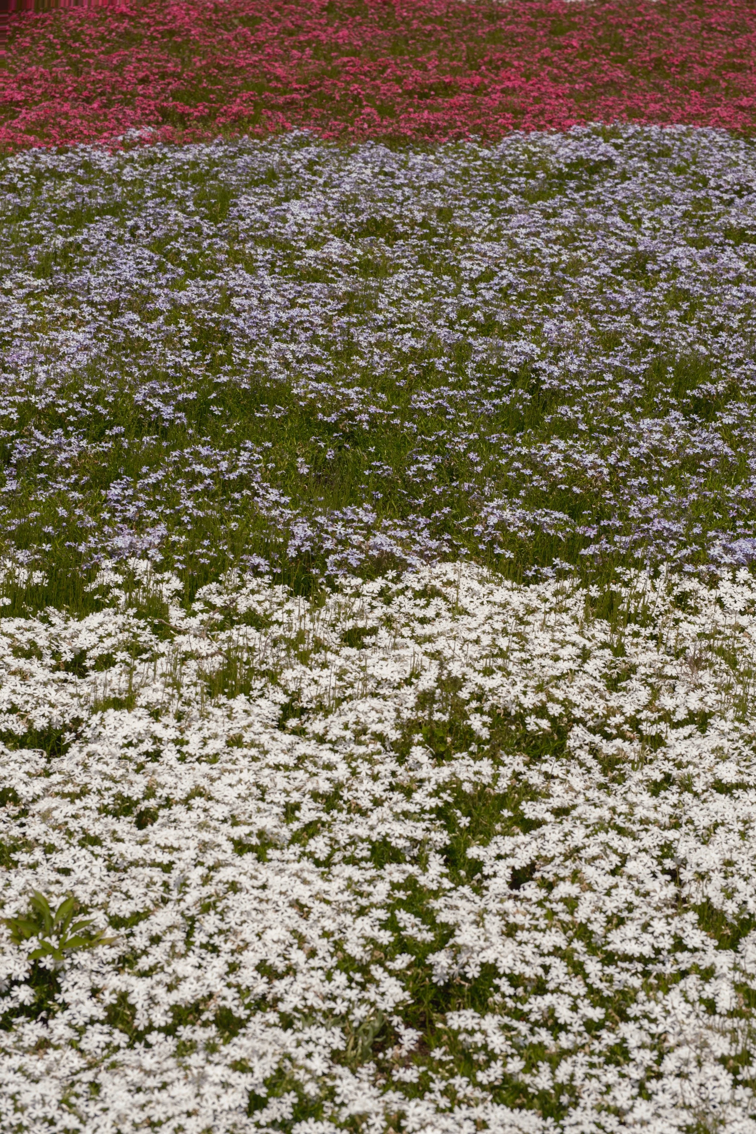 Fotograf_Lili_Zaneta_Japan-65.jpg