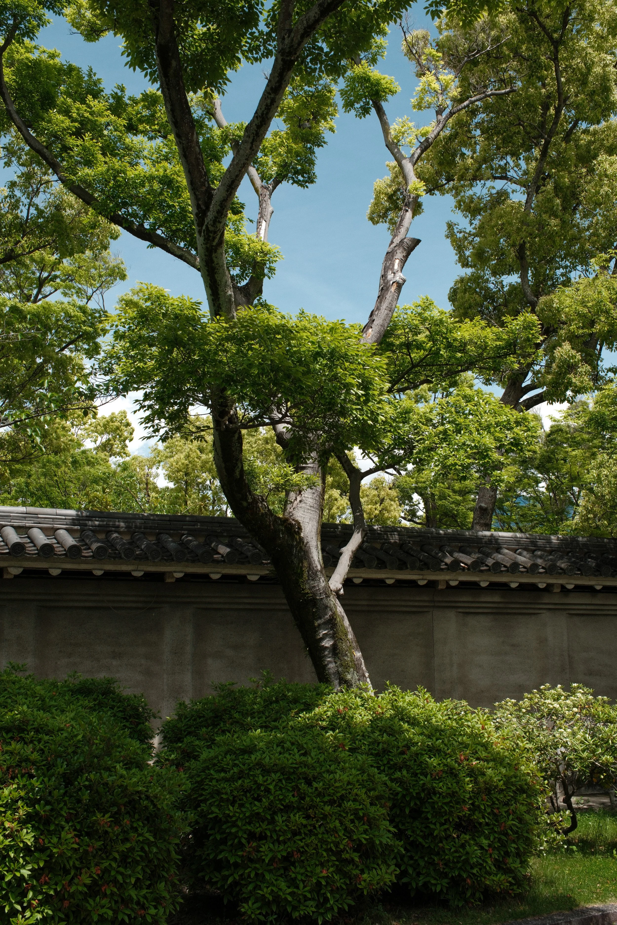 Fotograf_Lili_Zaneta_Japan-31.jpg