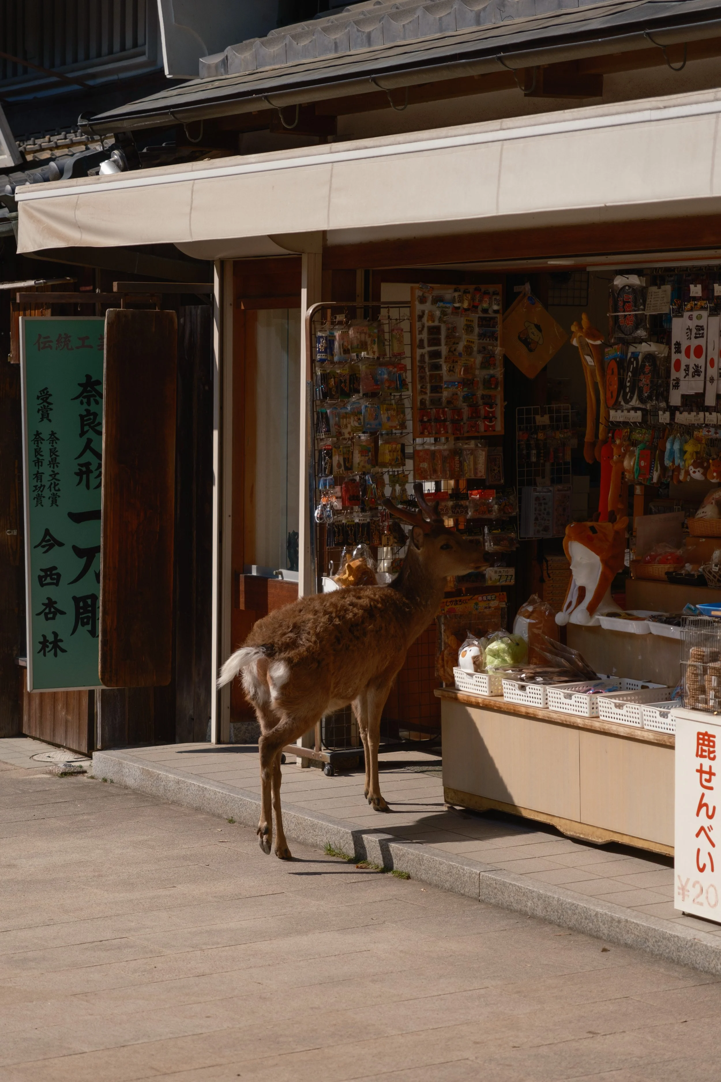 Fotograf_Lili_Zaneta_Japan-12.jpg