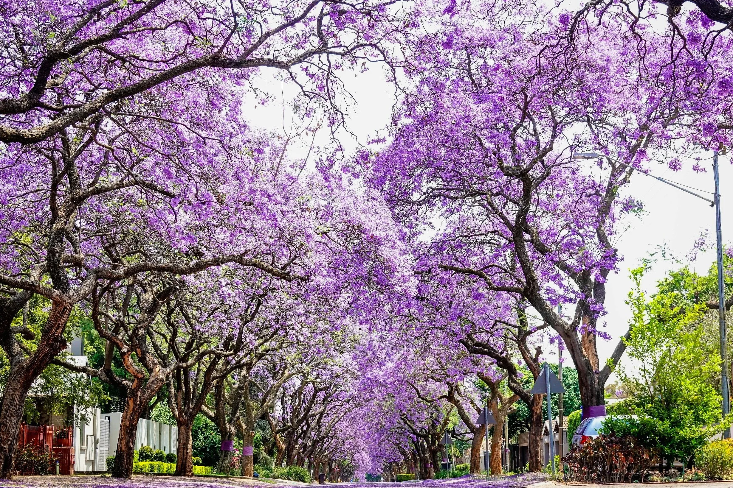 Die Farben des mexikanischen Frühlings