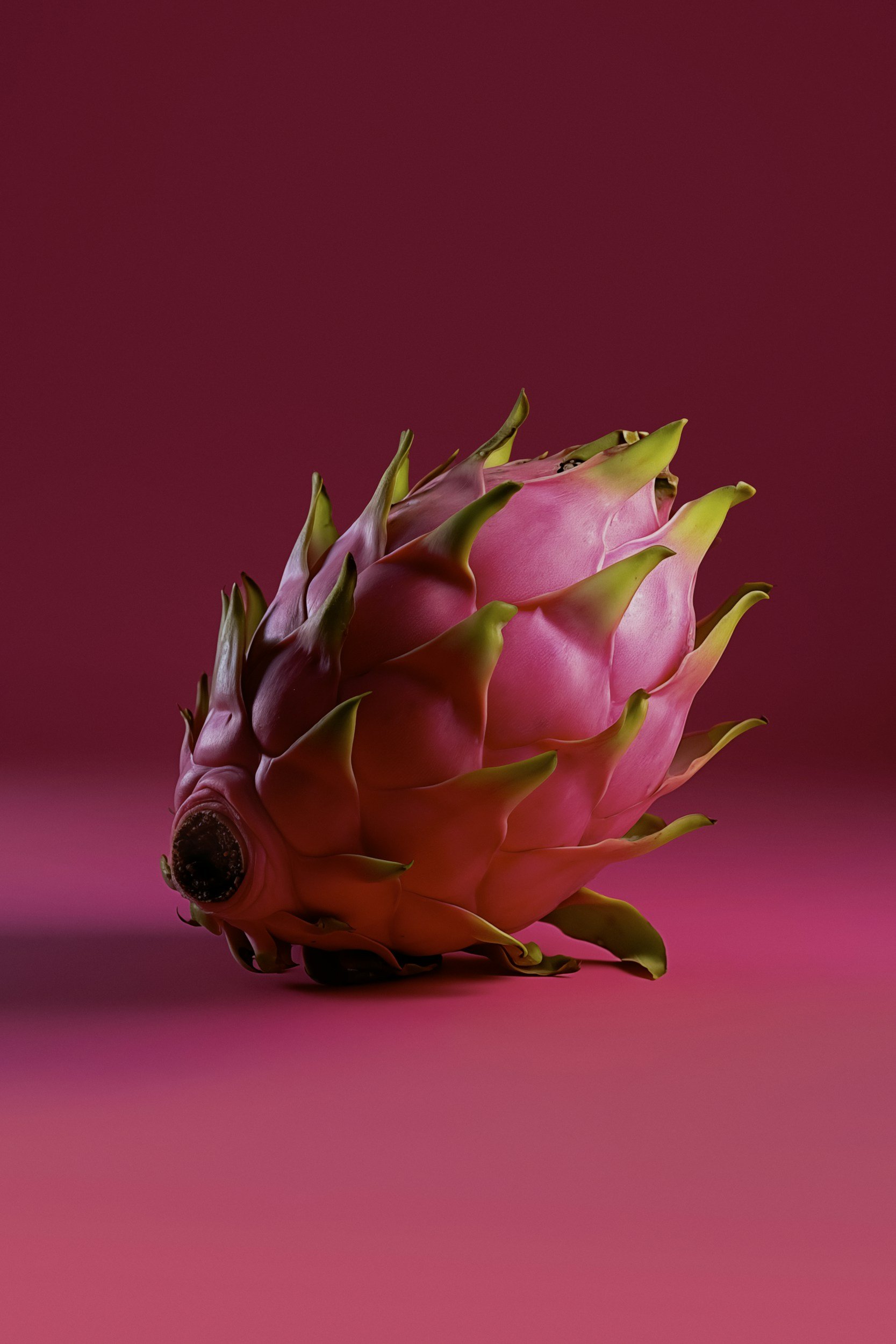 Eine große, pinke Dragonfrucht mit grünen Dornen auf magentafarbenem Hintergrund.